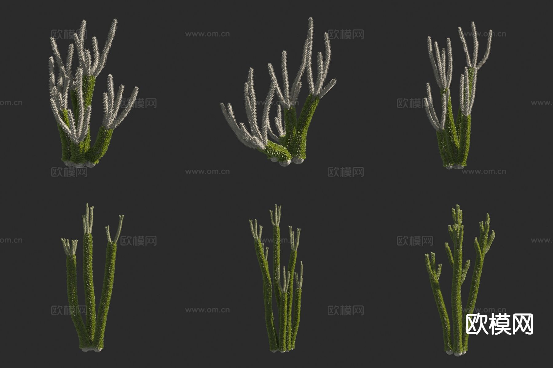 亚龙木多肉植物3d模型下载