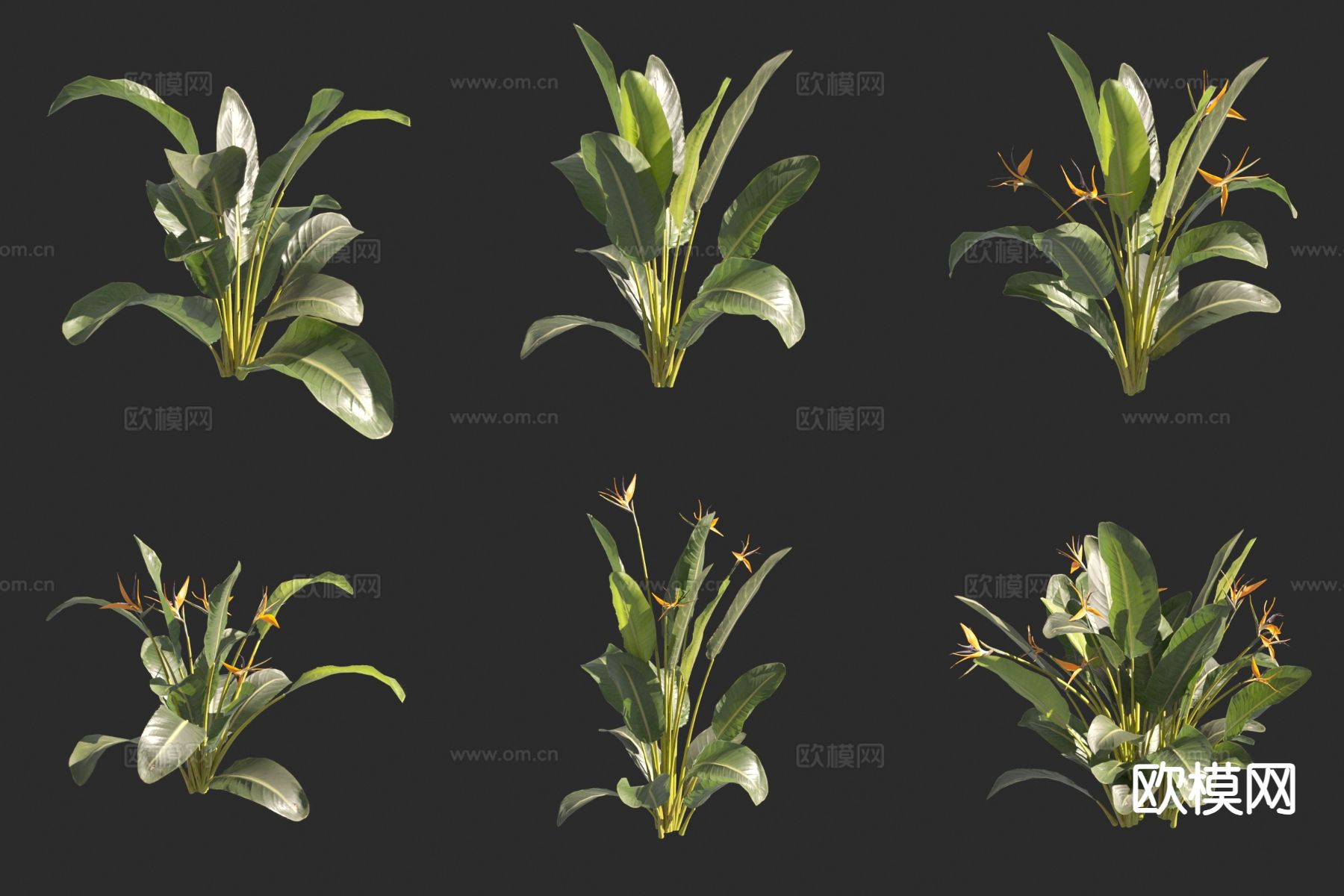 鹤望兰 花草3d模型下载