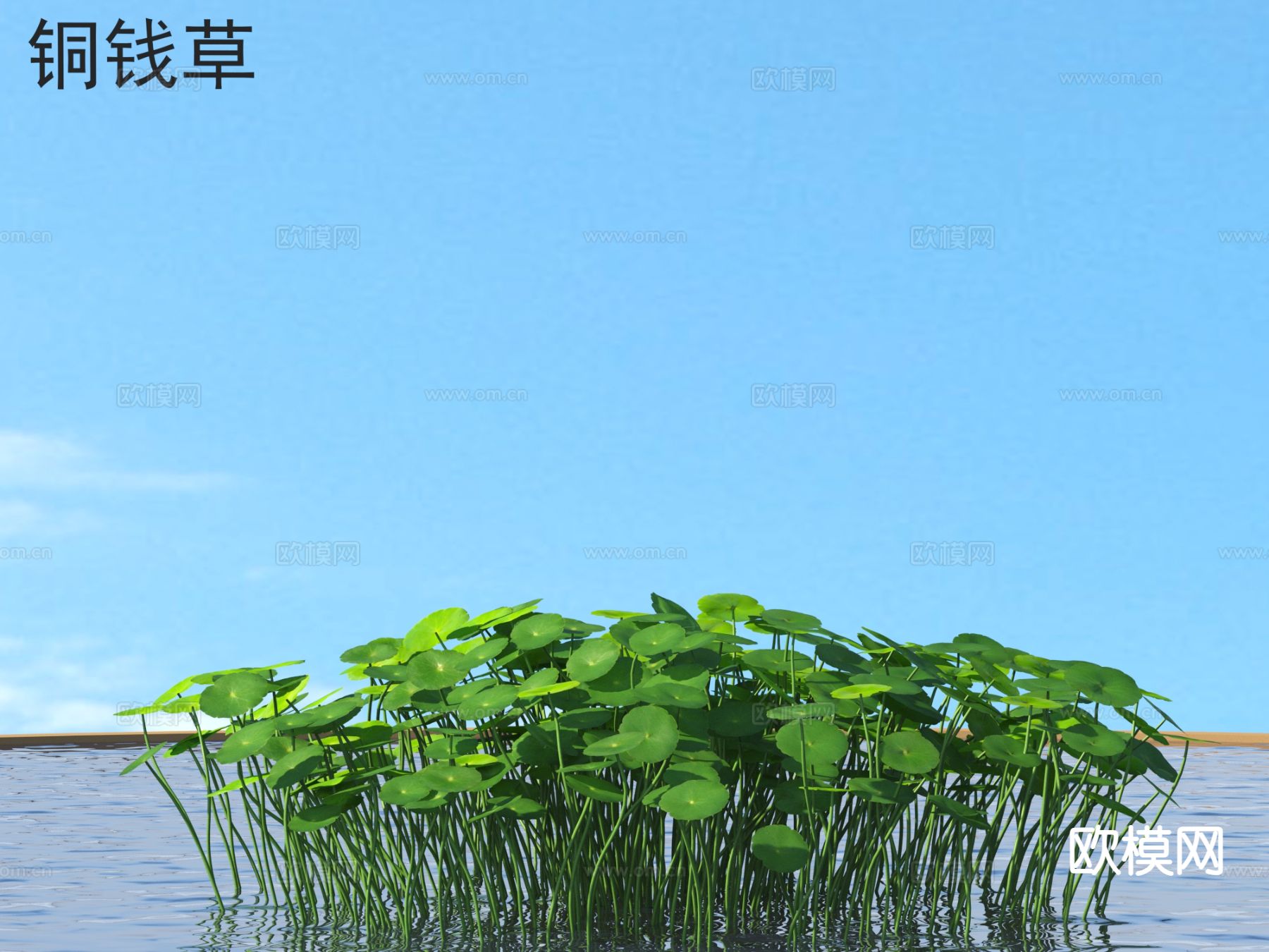 铜钱草 花草灌木 水生植物3d模型下载