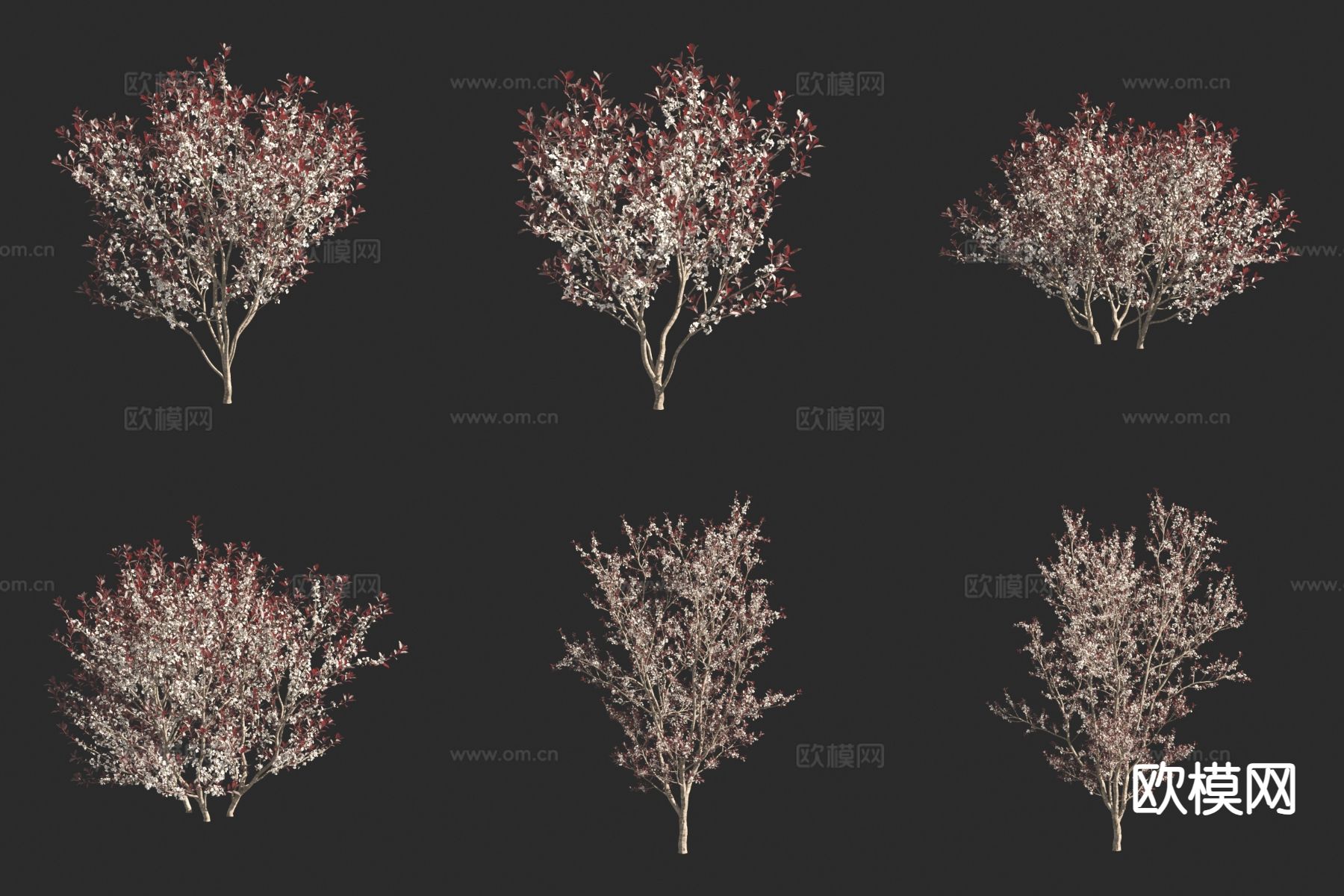 灌木 紫叶矮樱 红樱桃3d模型下载