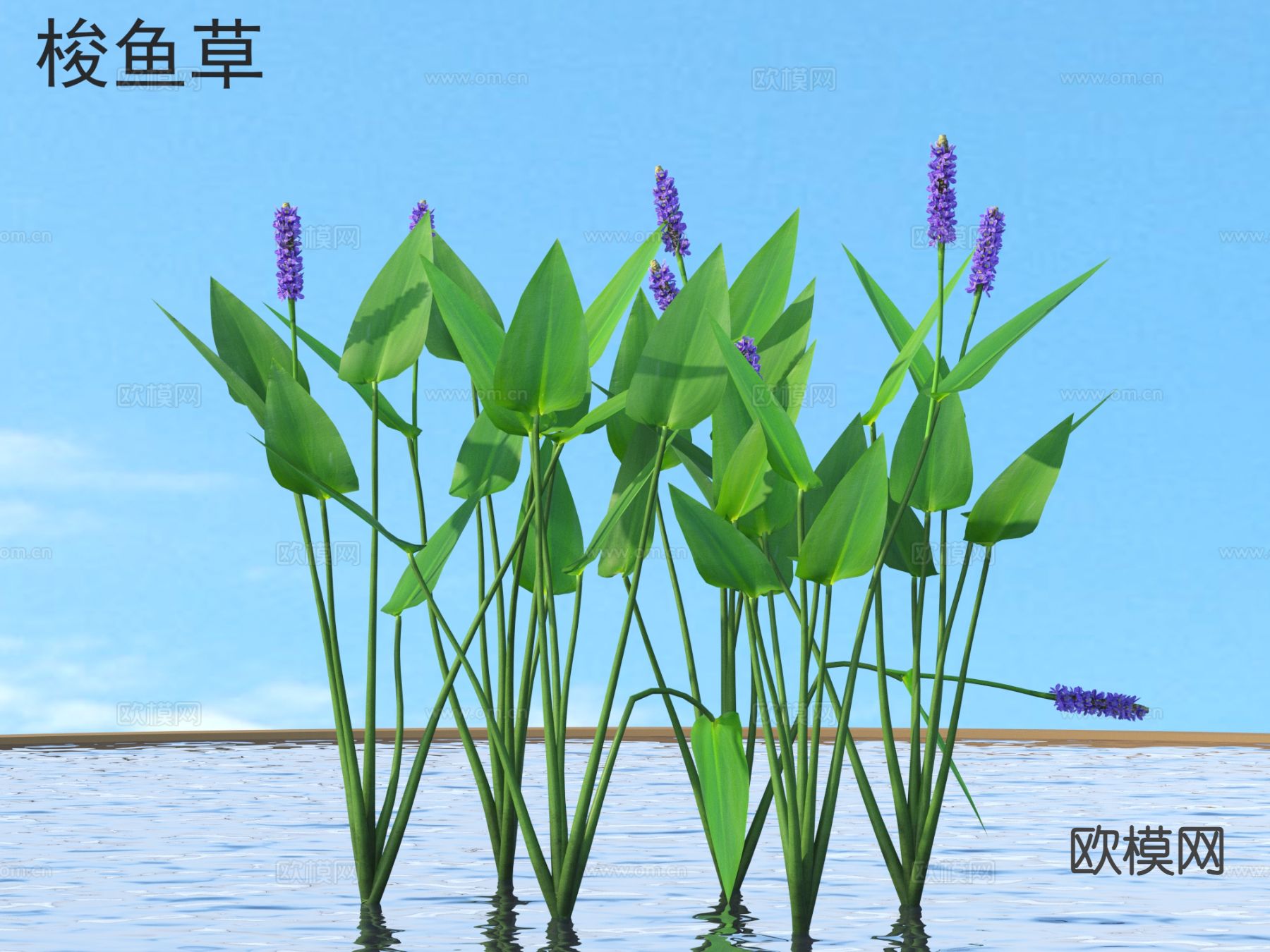 梭鱼草 花草灌木 植物类3d模型下载