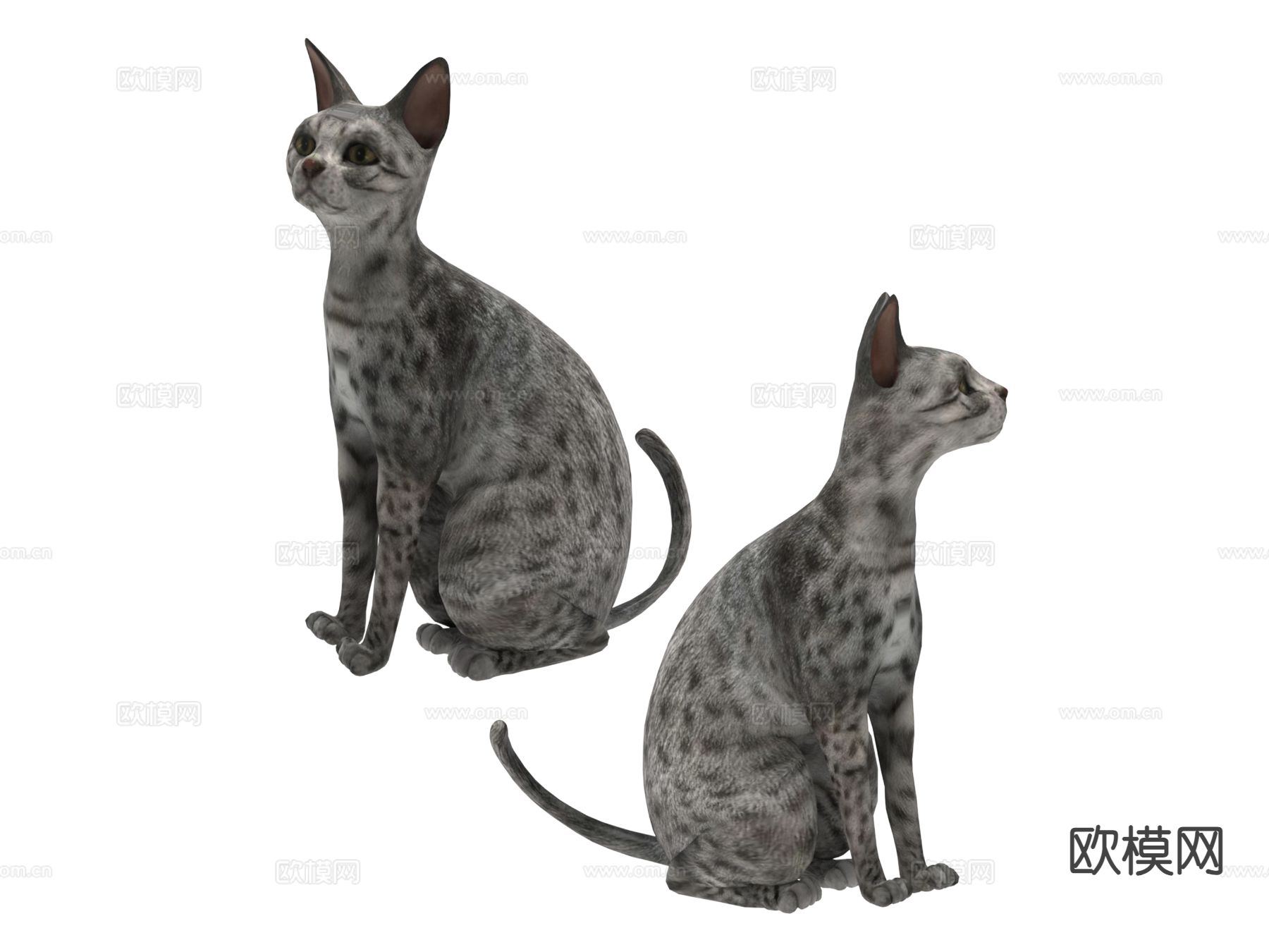 宠物猫 猫咪3d模型下载