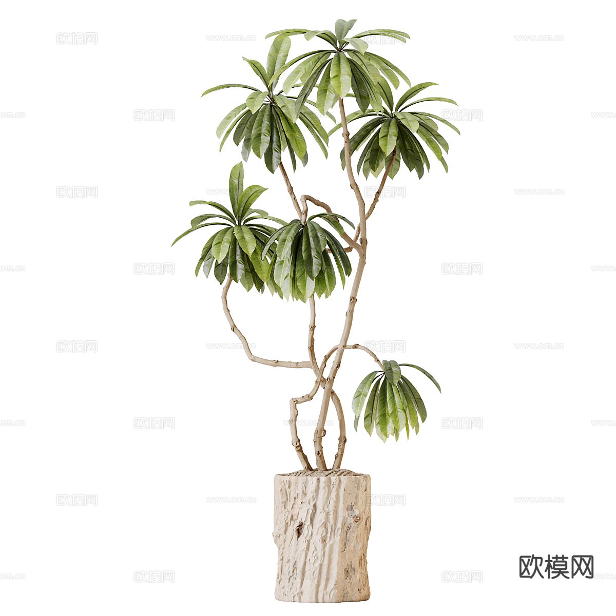 盆景 景观绿植3d模型下载（渲染图2）