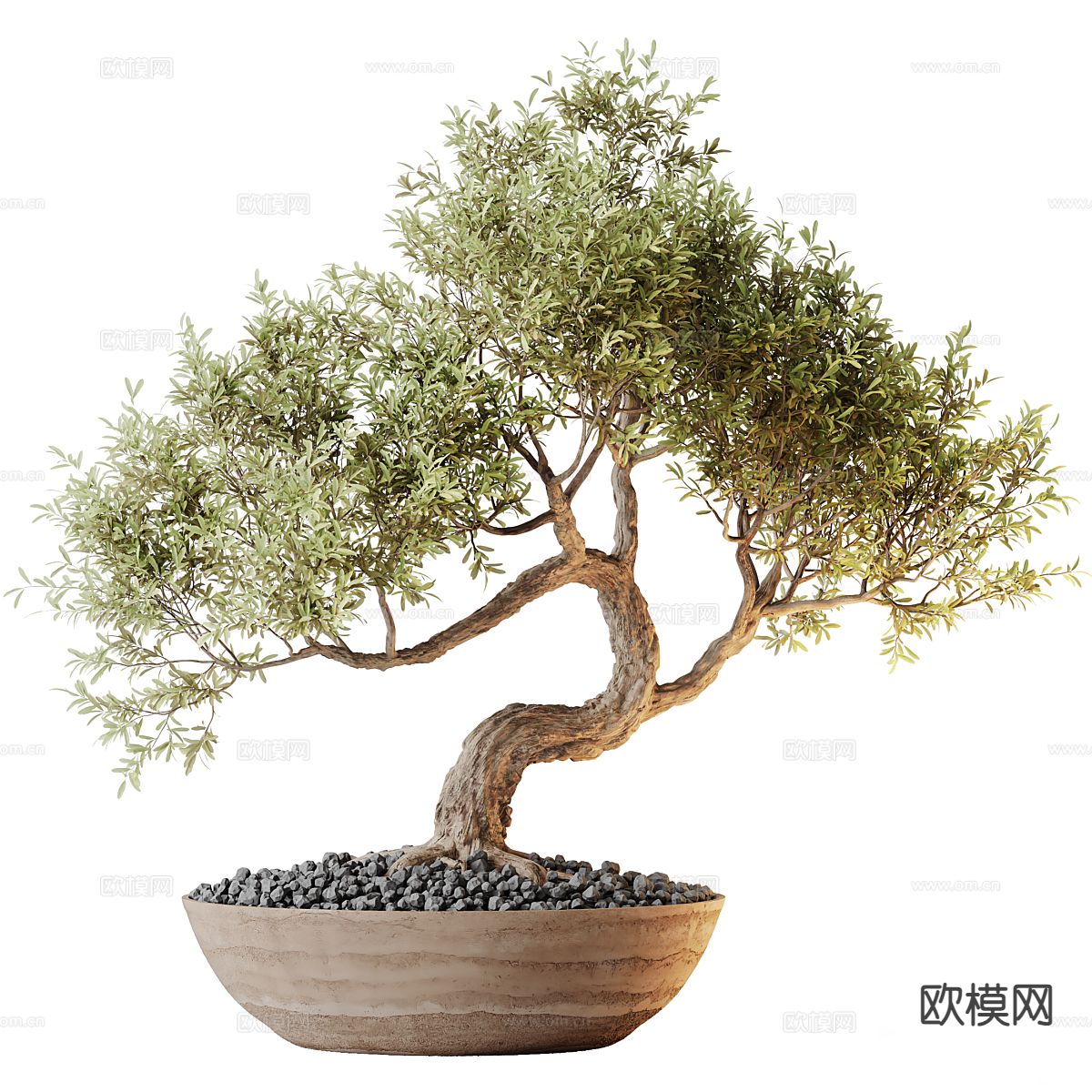 盆景 景观绿植 松树3d模型下载