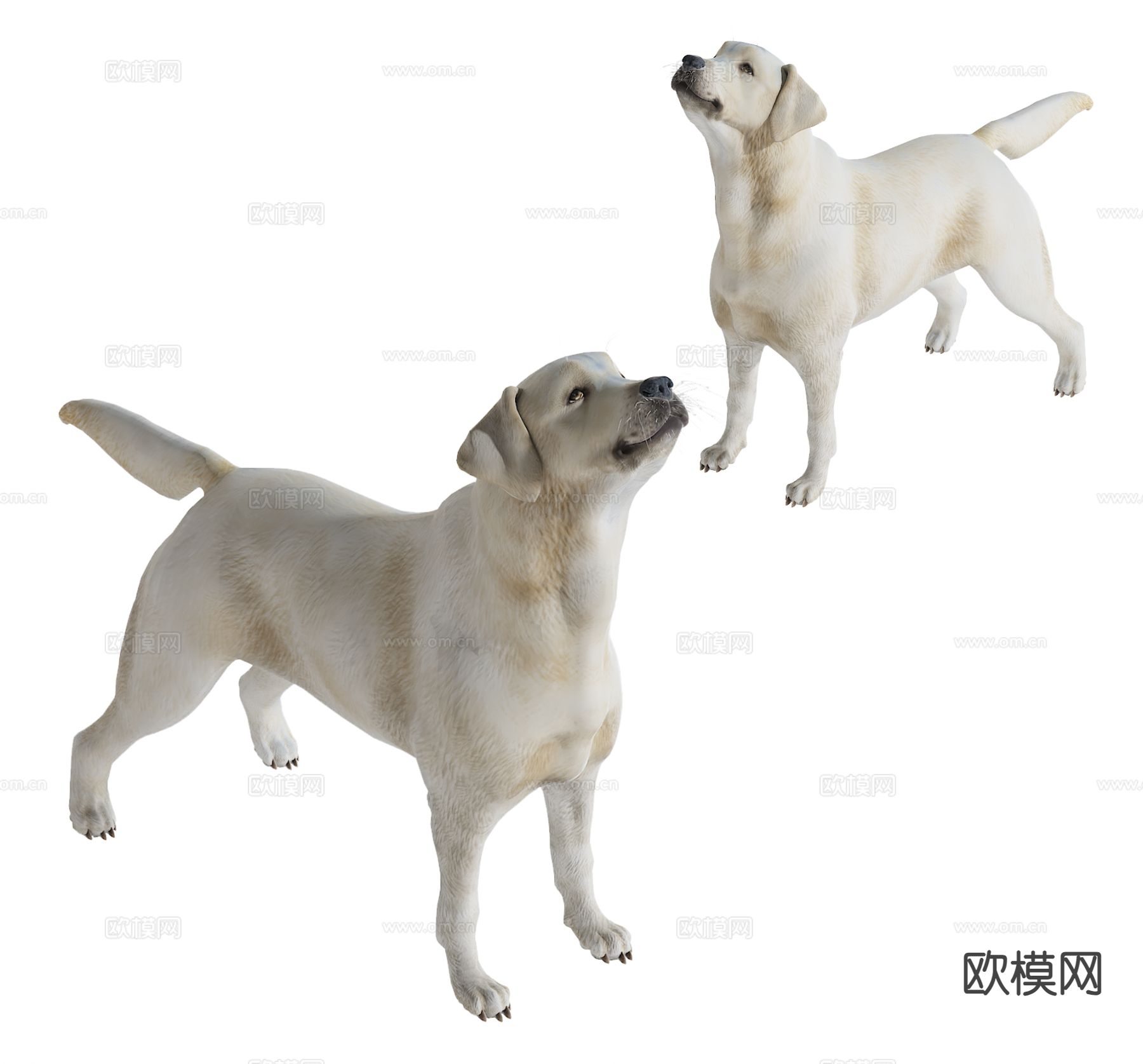 现代宠物狗3d模型下载