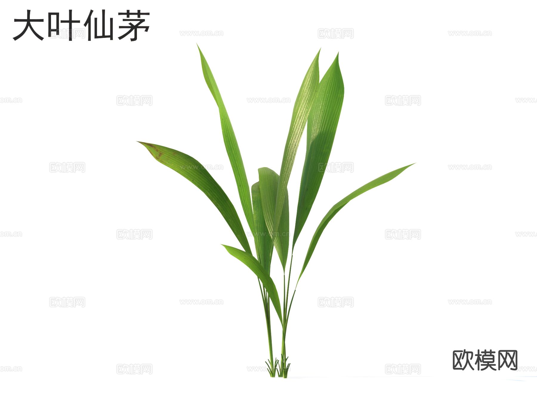 大叶仙茅 花草灌木 植物类3d模型下载