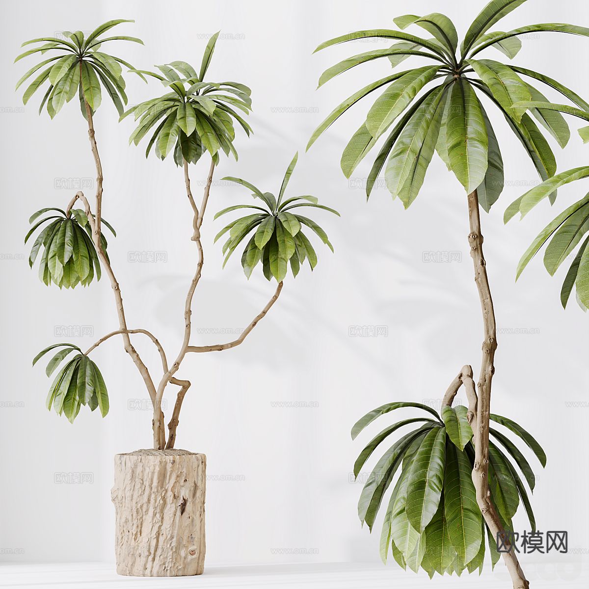 盆景 景观绿植3d模型下载（渲染图1）