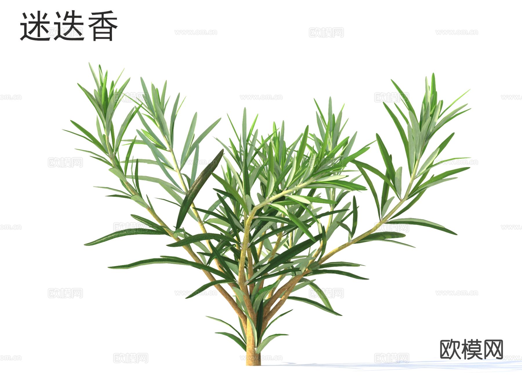 迷迭香 花草灌木 植物类3d模型下载