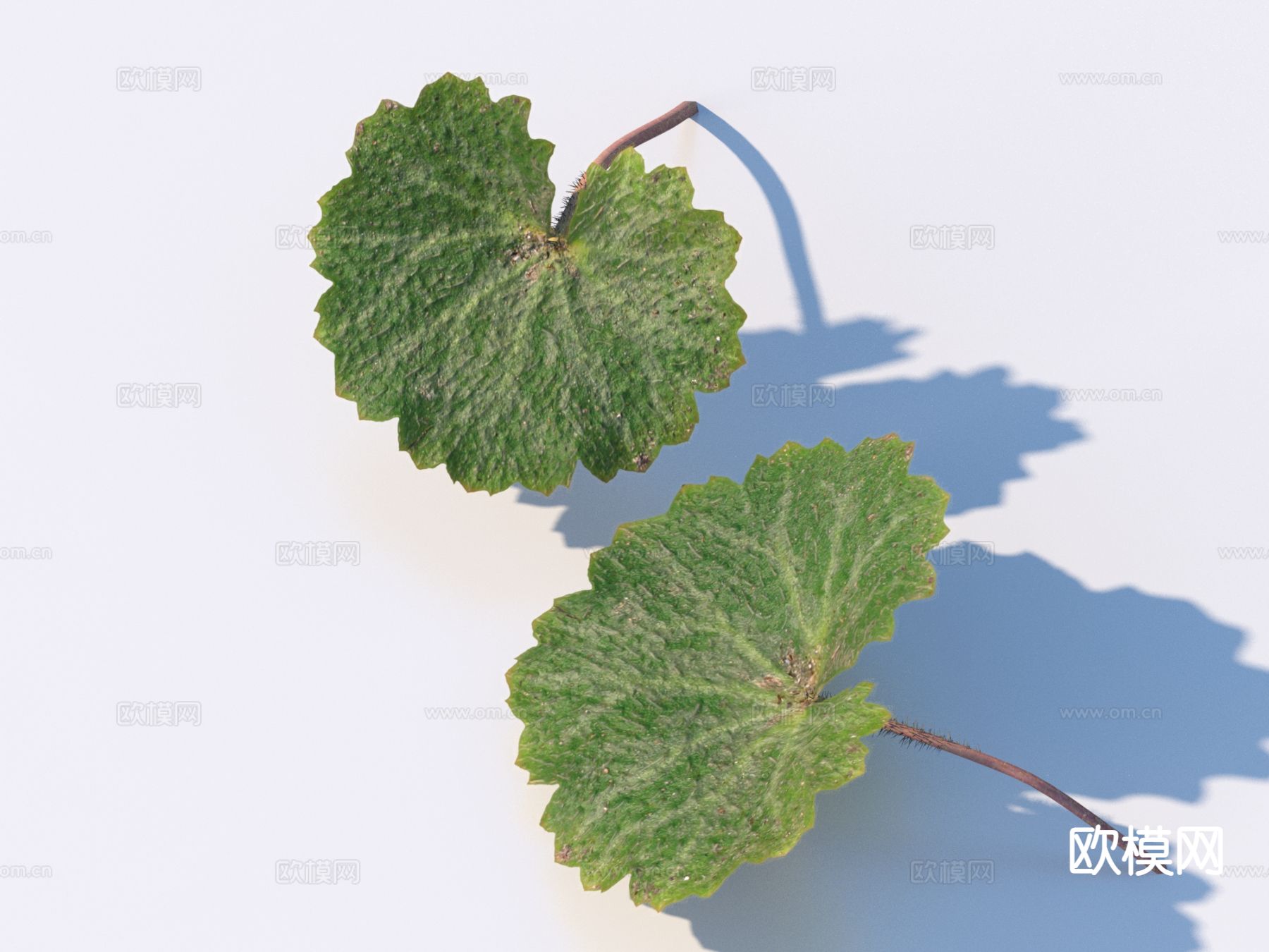 蔬菜 菜叶 树叶 食物3d模型下载