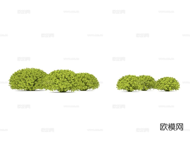 庭院植物 灌木 小叶女贞球 大叶黄杨球3d模型下载