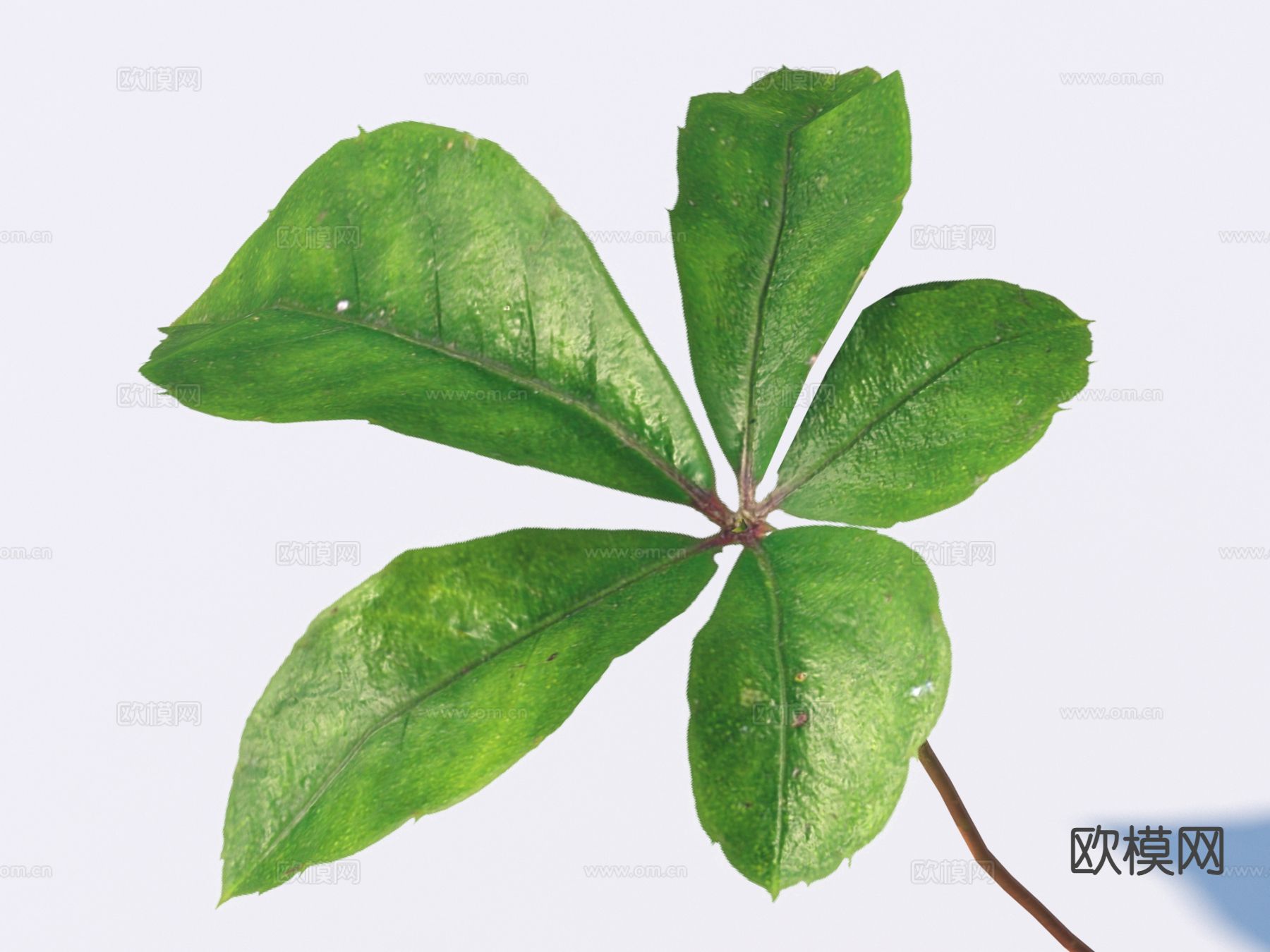 蔬菜 菜叶 树叶 食物3d模型下载