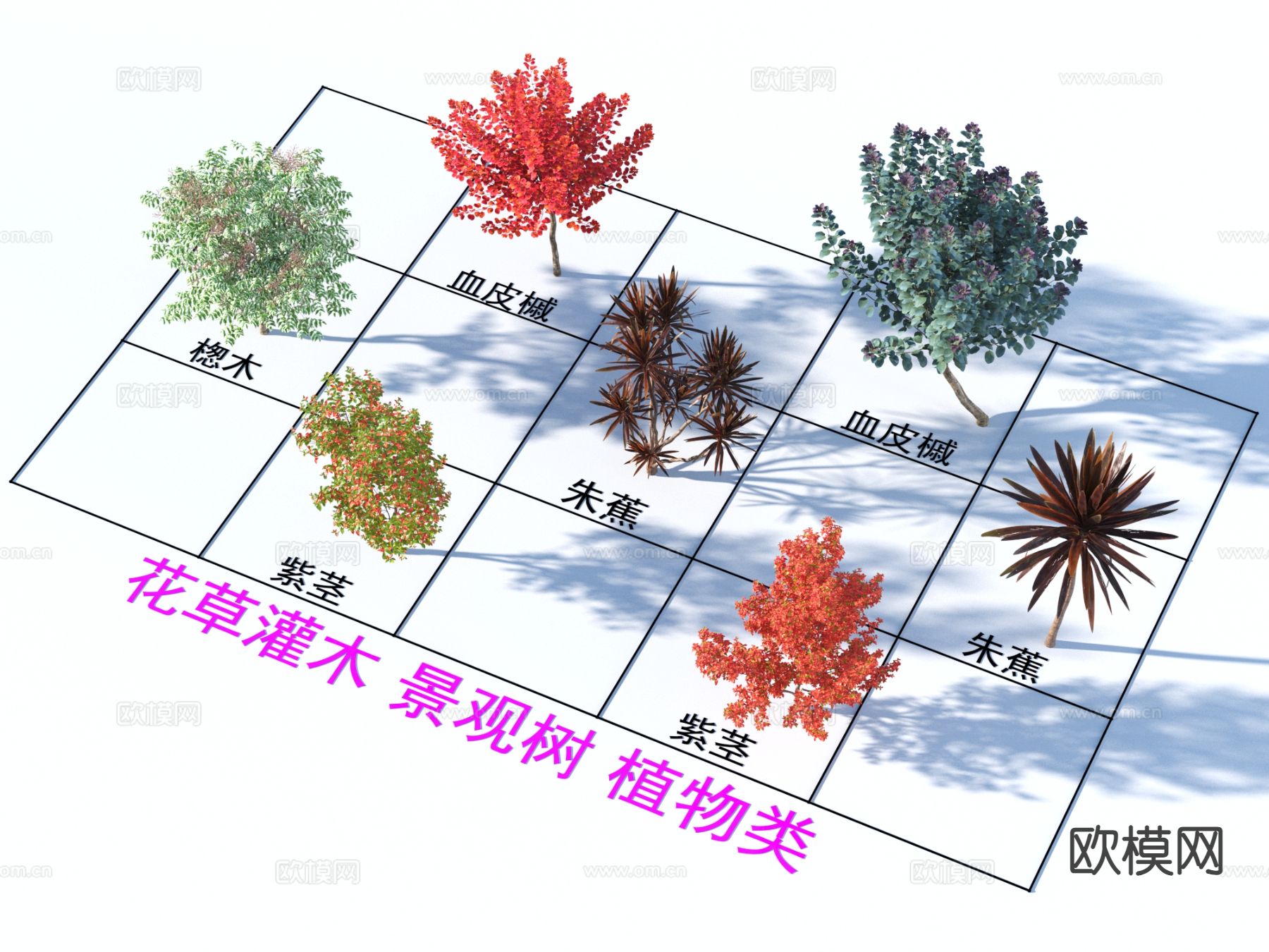 血皮槭 楤木 朱蕉 紫茎 花草灌木 植物类3d模型下载
