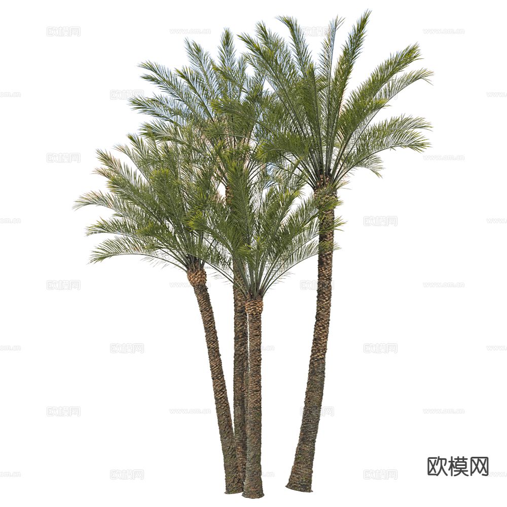 热带树 景观树 椰子树3d模型下载