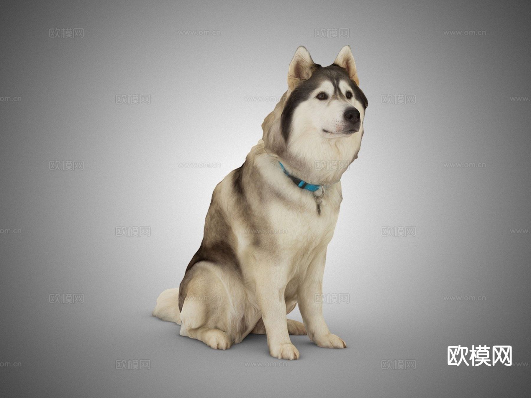 宠物 狗 雪橇狗 阿拉斯加3d模型下载