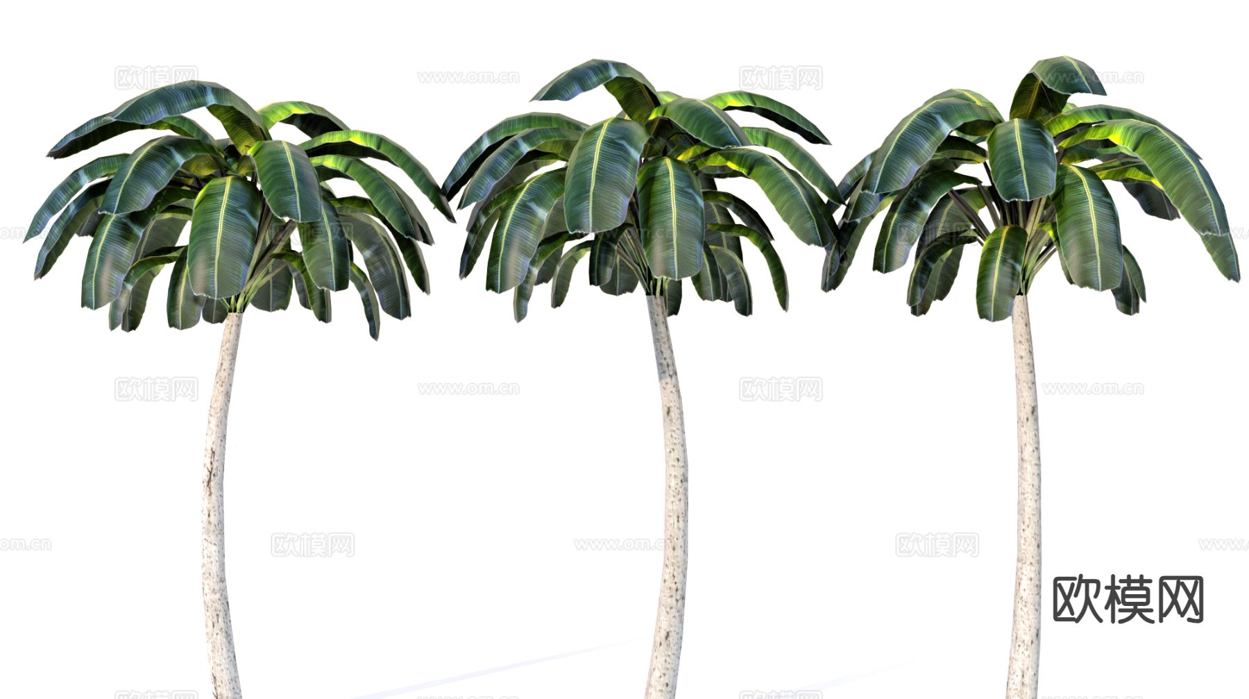 棕榈树 椰子树su模型下载（渲染图2）