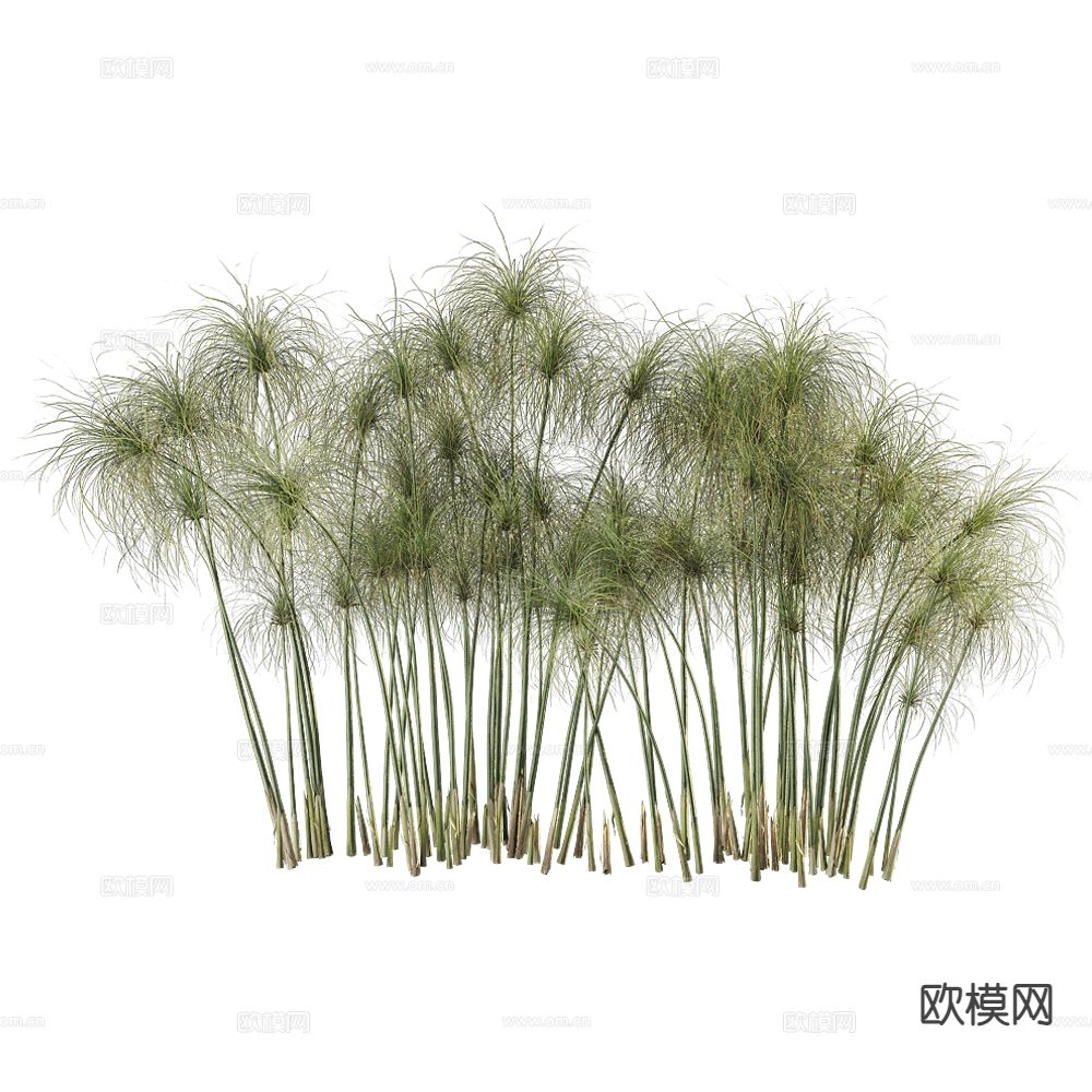 观赏花草 植物 绿植3d模型