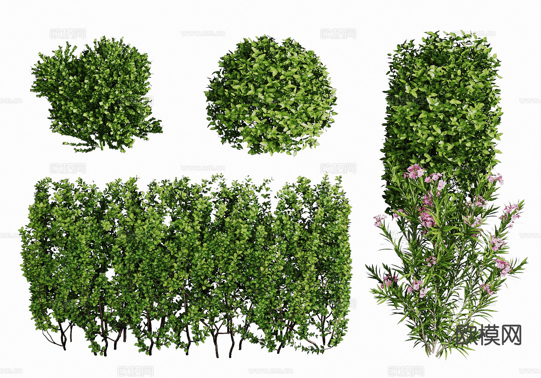 观赏花草 植物 绿植3d模型