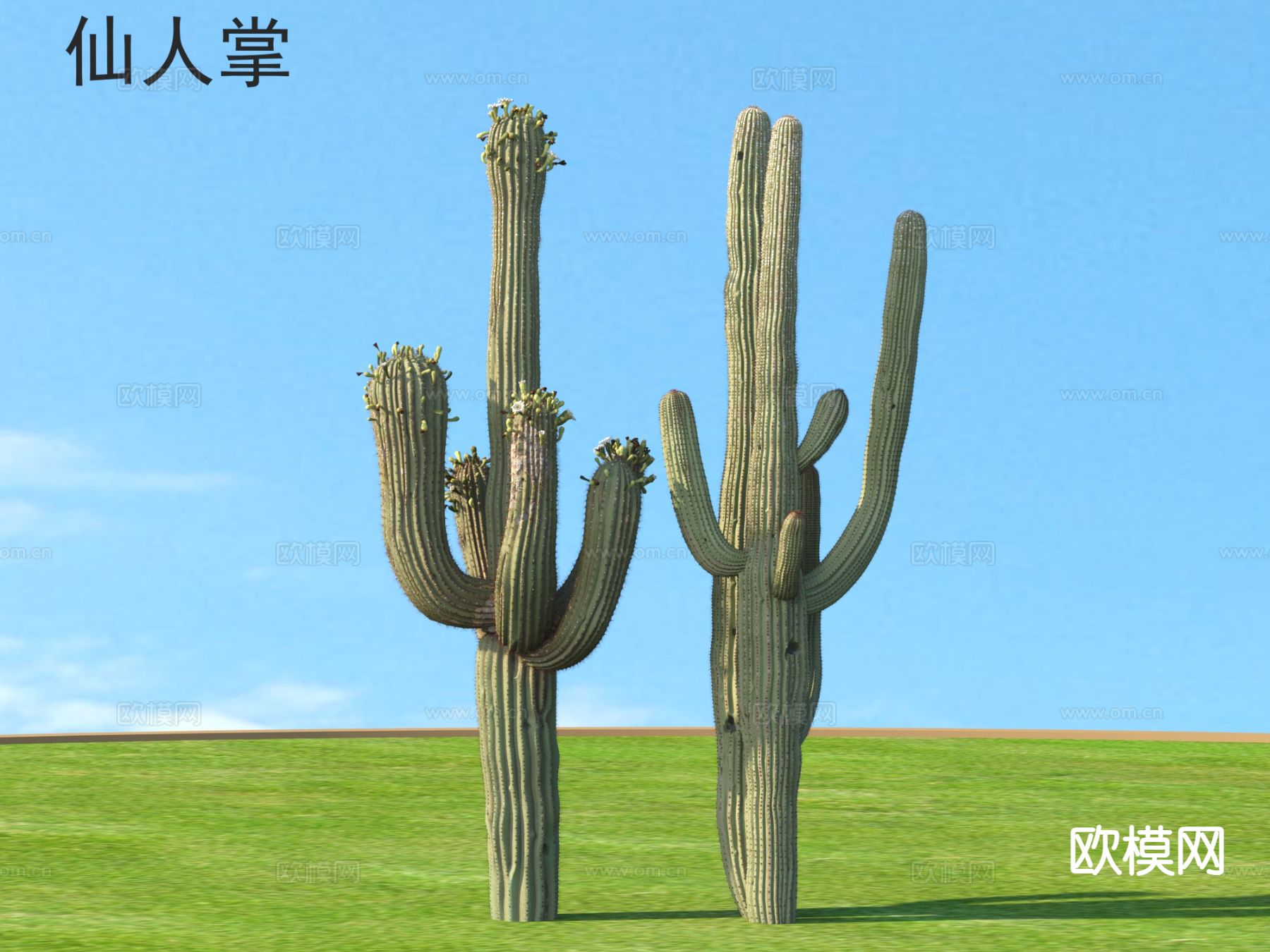 仙人掌 植物类3d模型