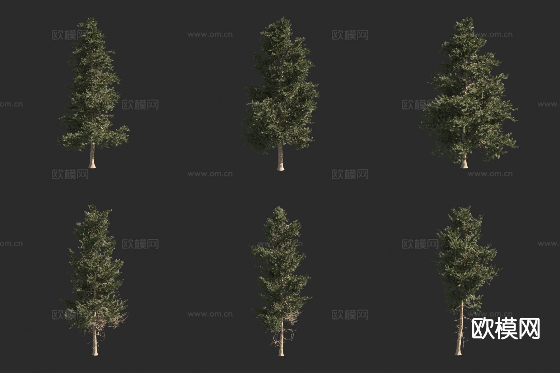 高加索云杉 金叶东方云杉 景观树3d模型