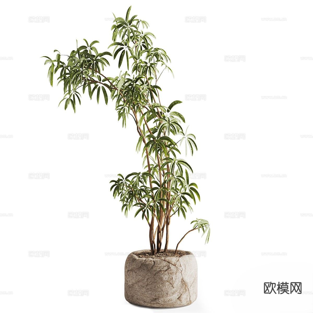 植物盆栽 绿植3d模型