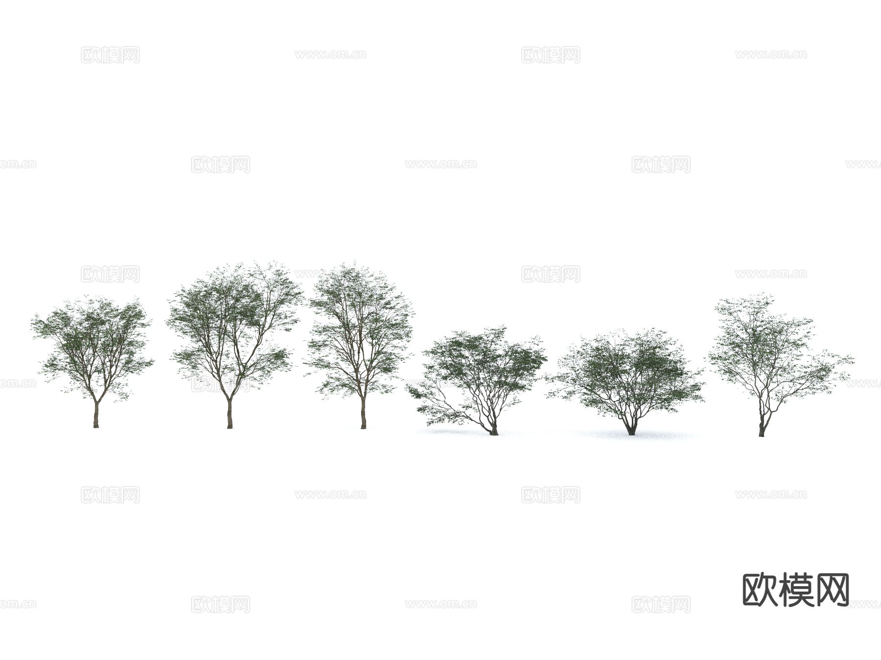 现代行道树 景观树 庭院树 乔木su模型下载（渲染图2）