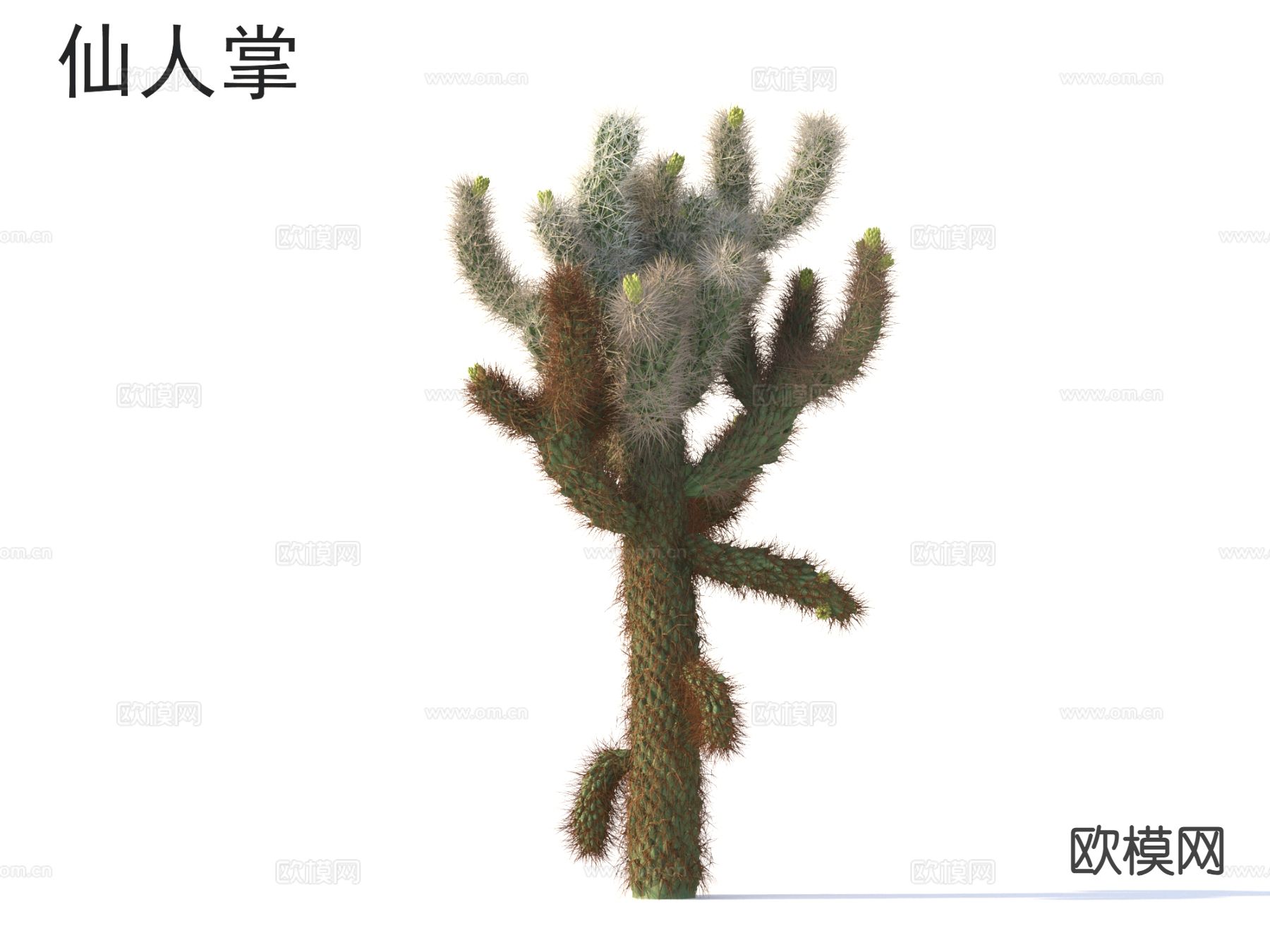 仙人掌 植物类3d模型