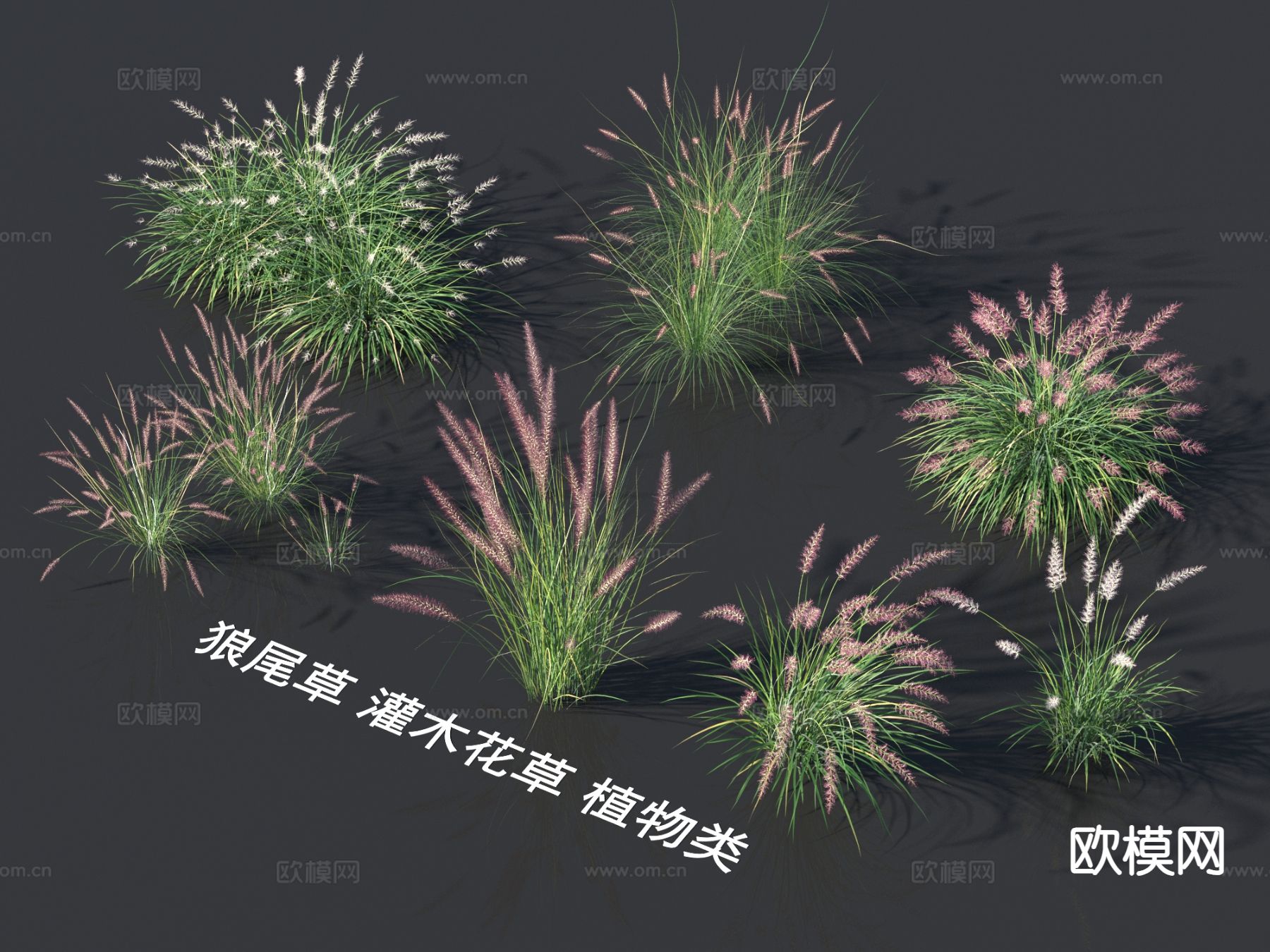 狼尾草 灌木花草 植物灌木3d模型