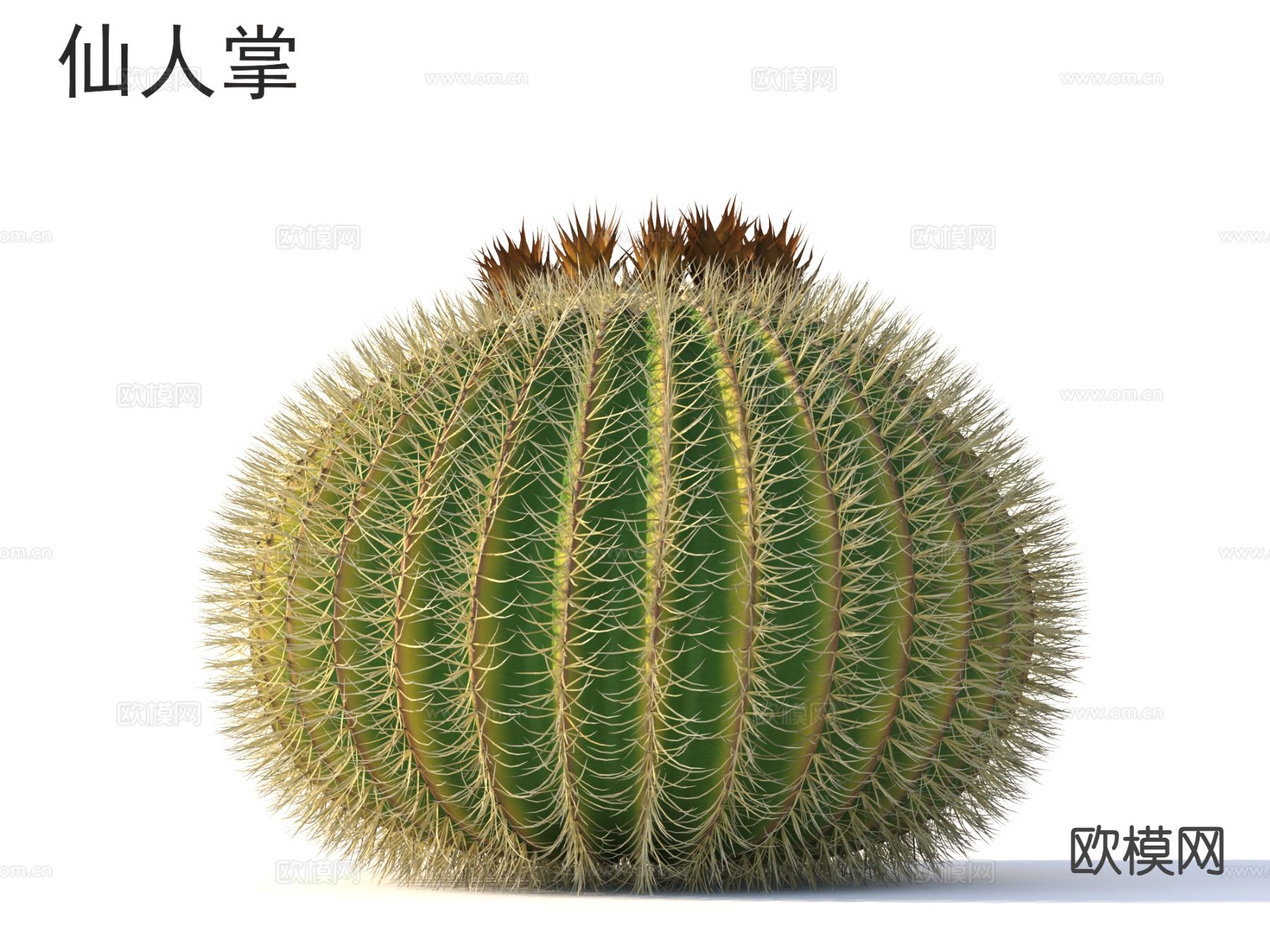 仙人掌 灌木 植物类3d模型