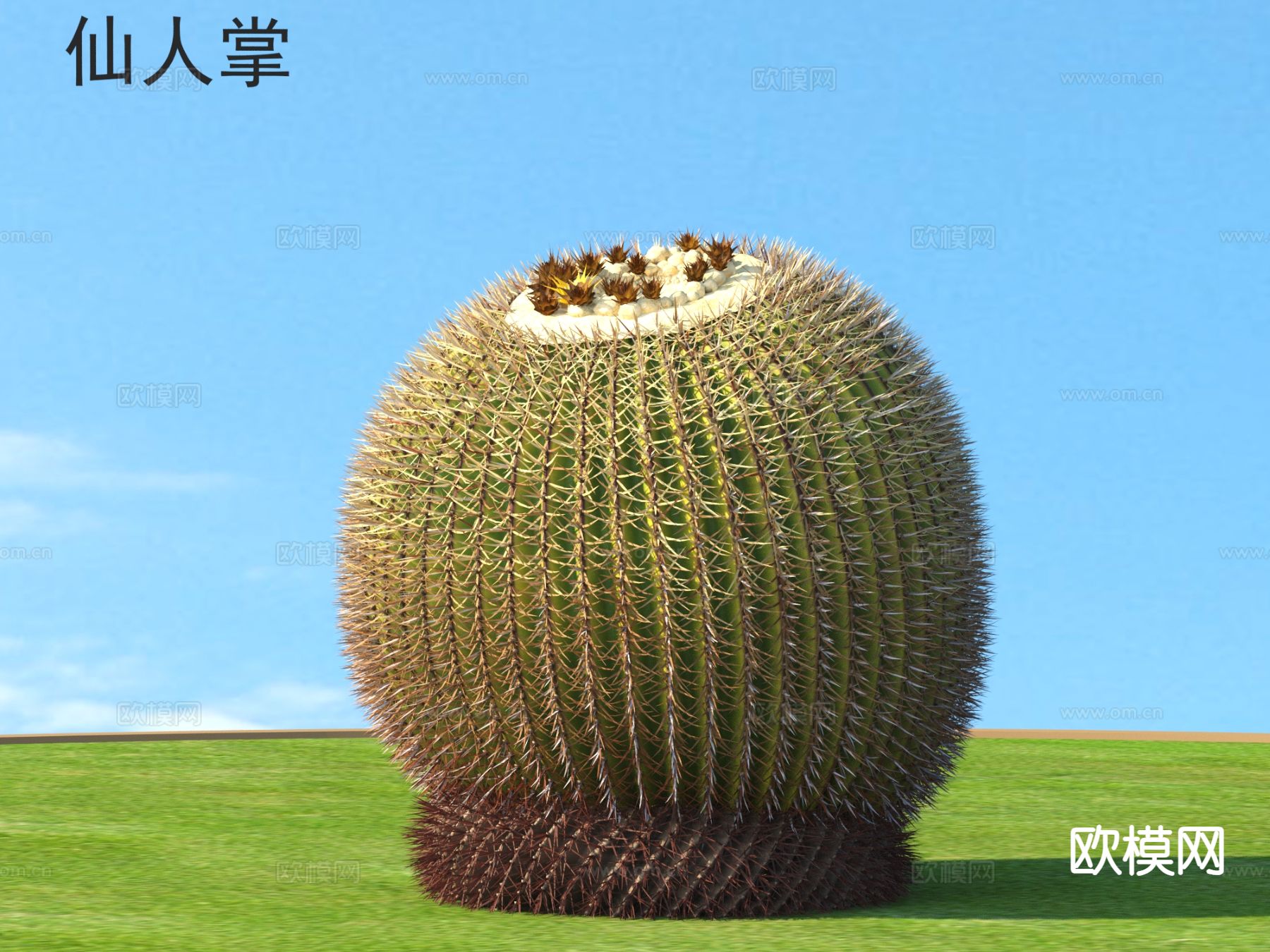 仙人掌 灌木 植物类3d模型