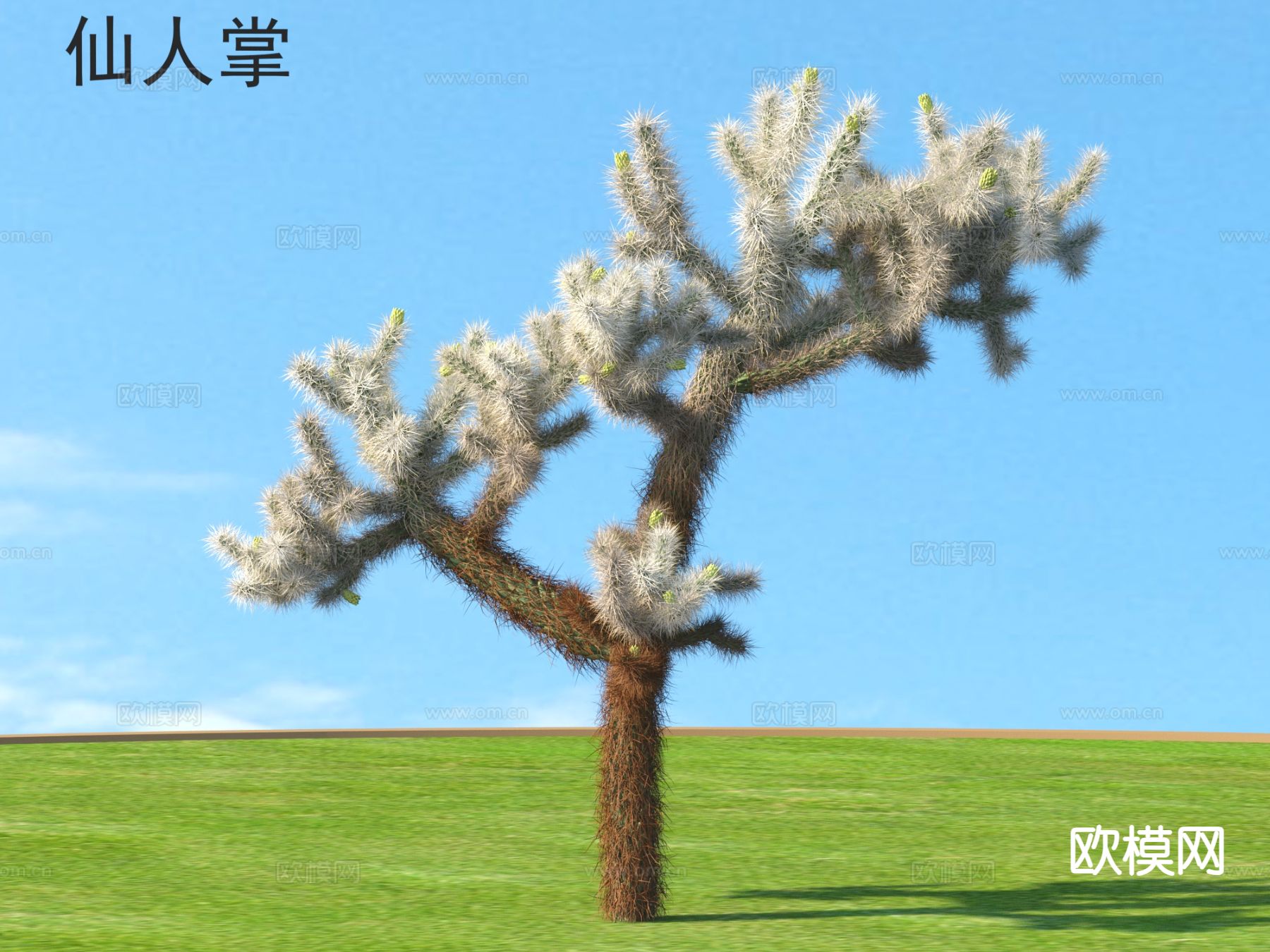 仙人掌 植物类3d模型