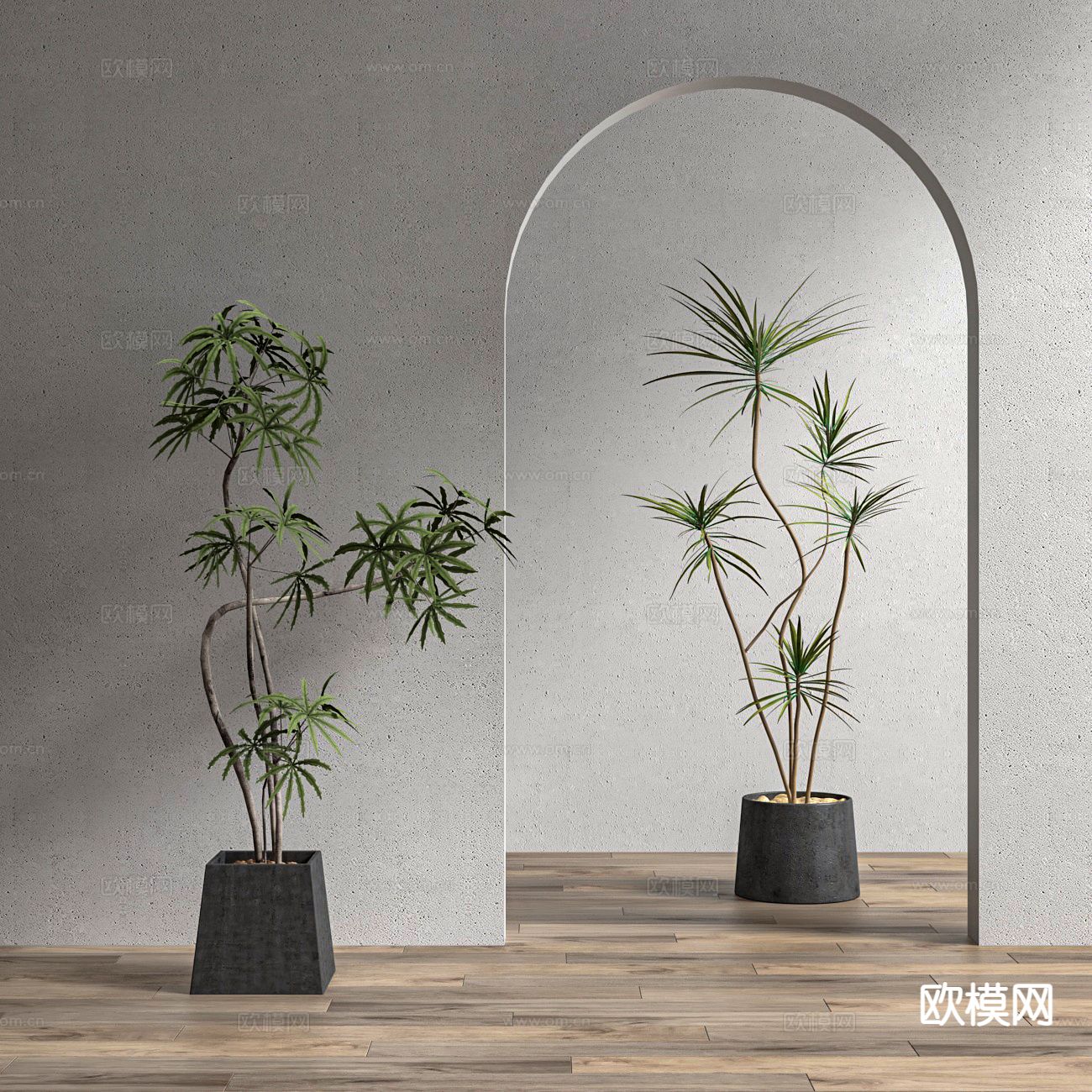 植物盆栽 绿植 千年木3d模型