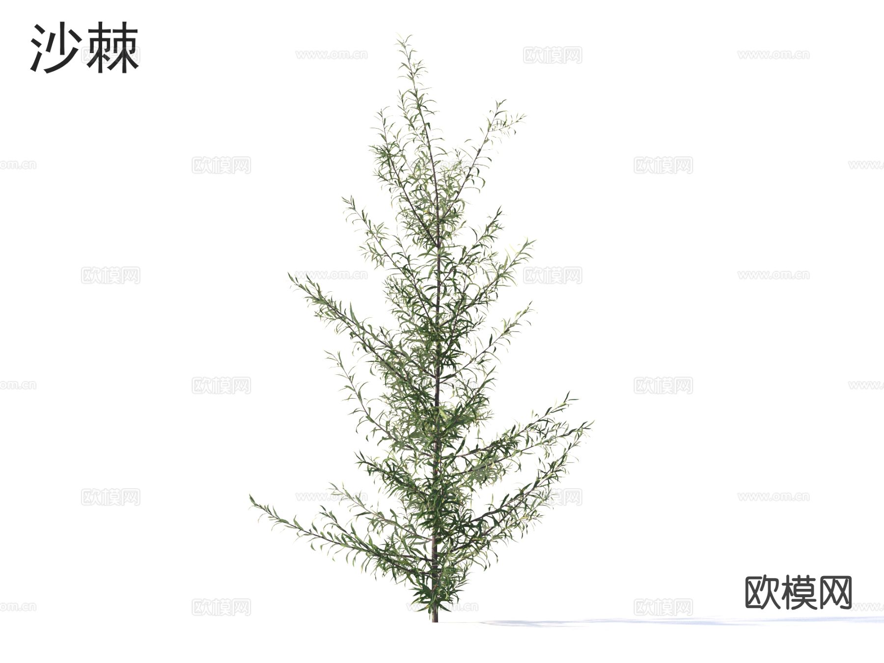 沙棘 花草灌木 植物3d模型