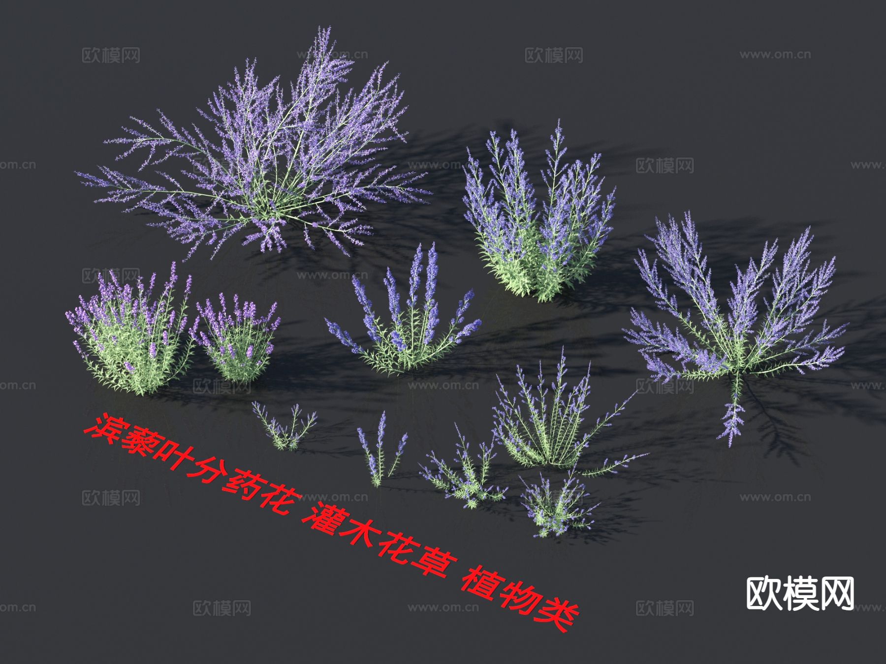 花草 滨藜叶分药花3d模型