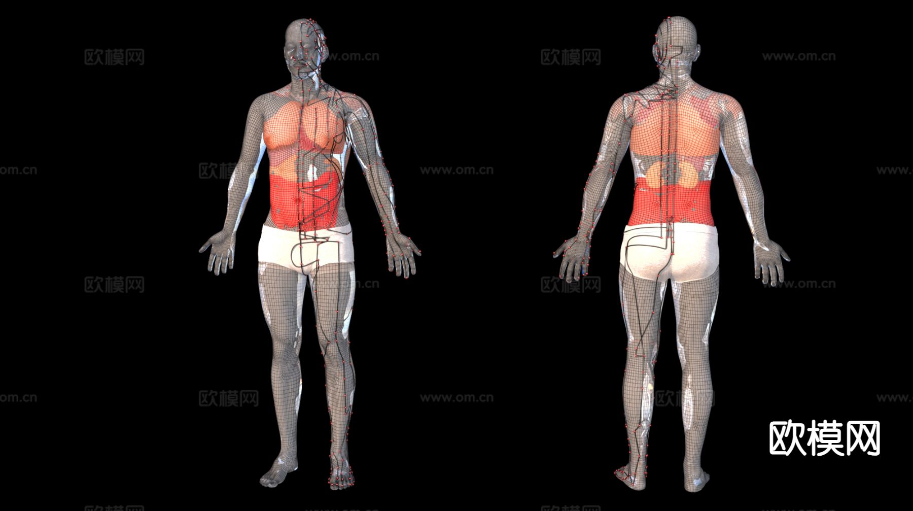 医疗人体穴位 人体器官 医疗教材3d模型