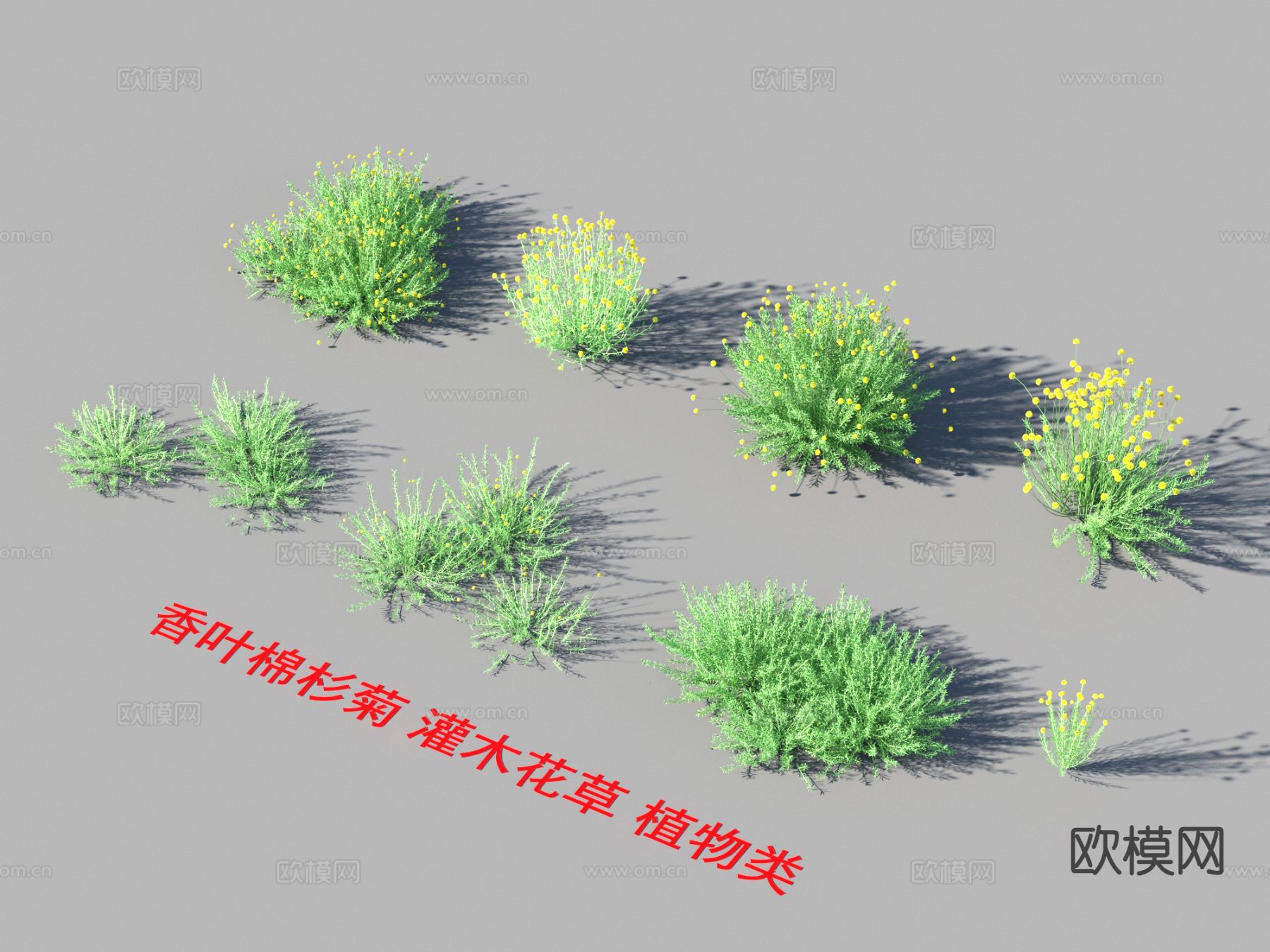 花草 香叶棉杉菊3d模型