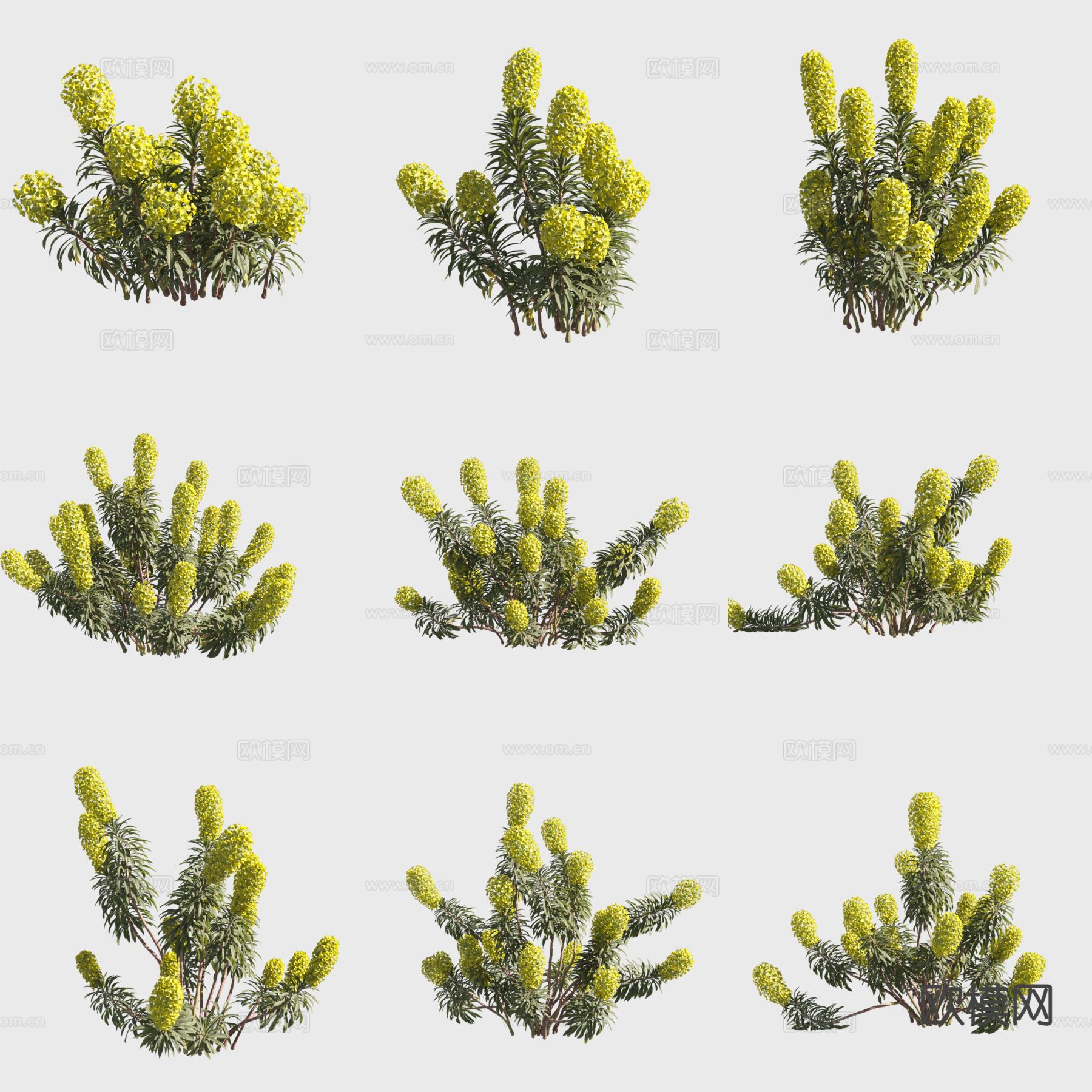 常绿大戟 花草3d模型