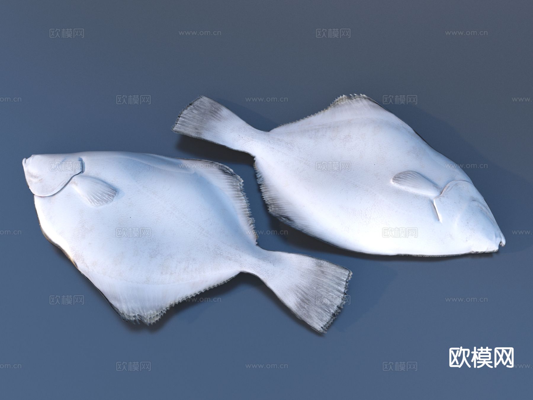 鱼类 淡水鱼 海鱼3d模型