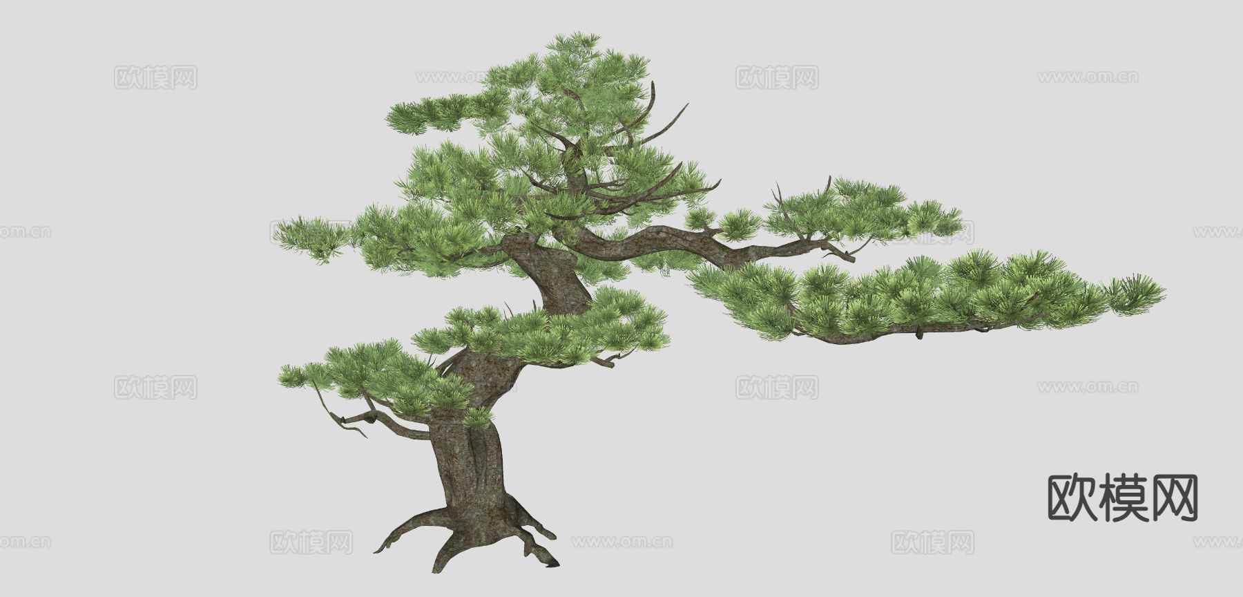 松树 植物树su模型下载（渲染图1）