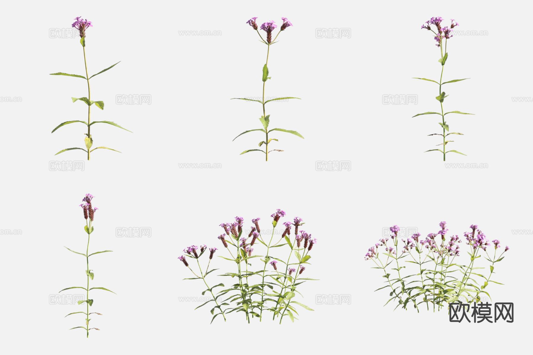 细长马鞭草 花草3d模型