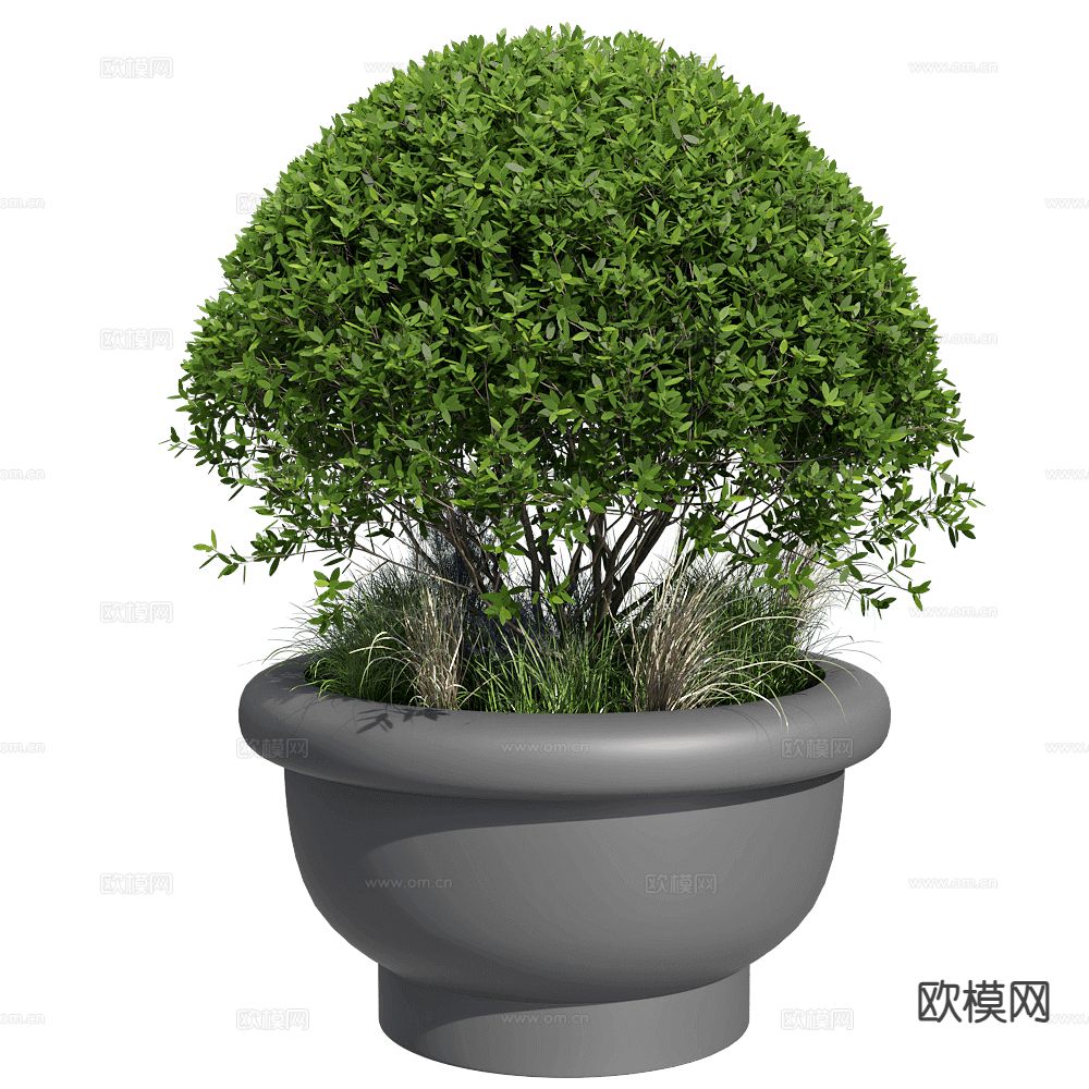 Serralunga 盆栽植物 花盆3d模型