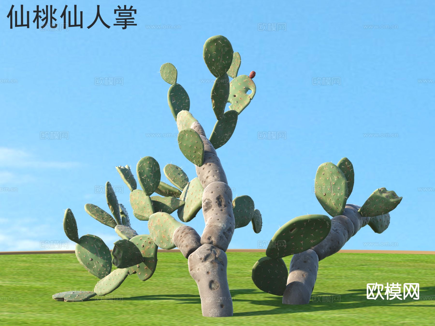 仙桃仙人掌 植物类3d模型