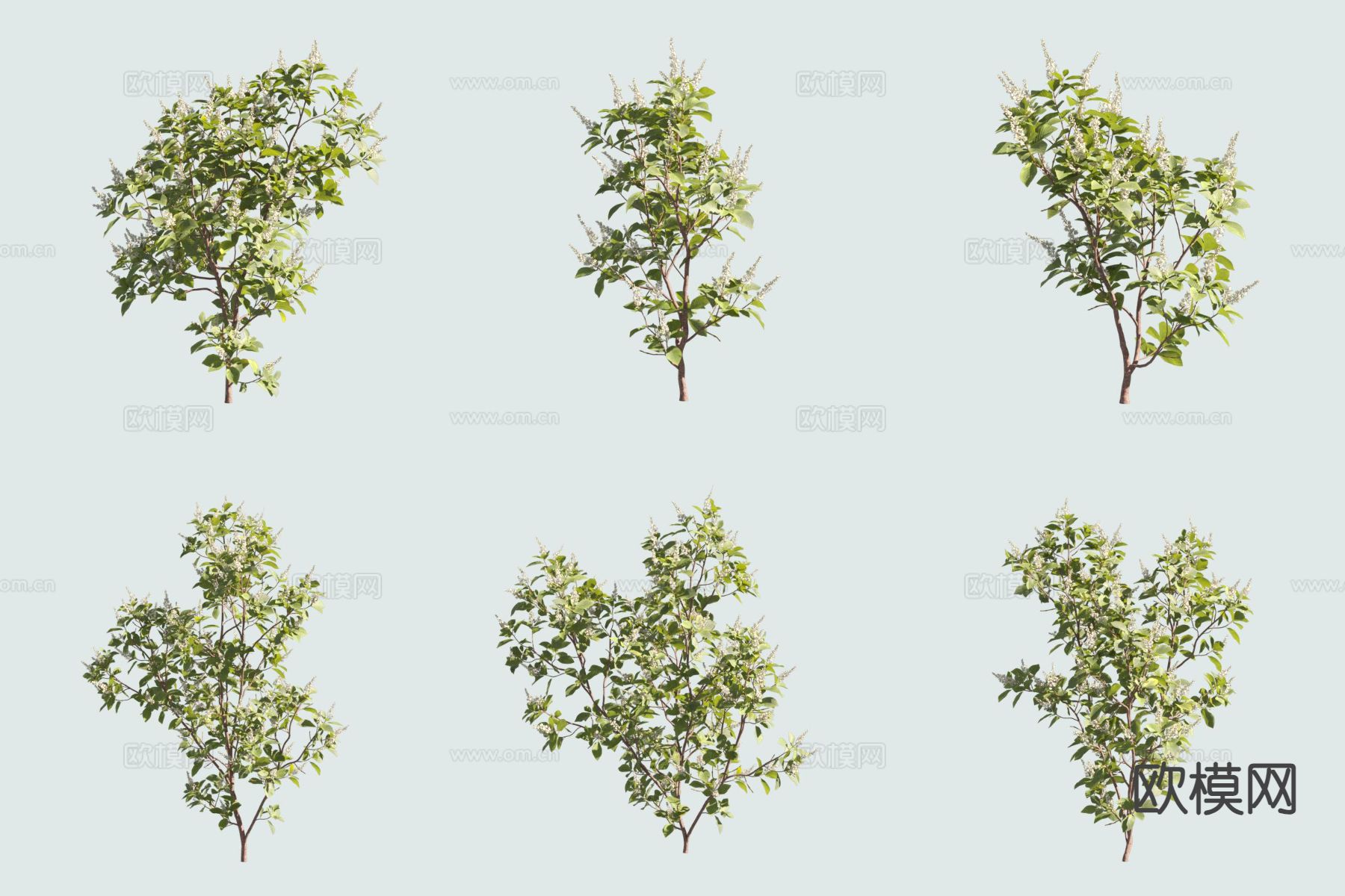 桤叶树 桤叶山柳 灌木3d模型下载