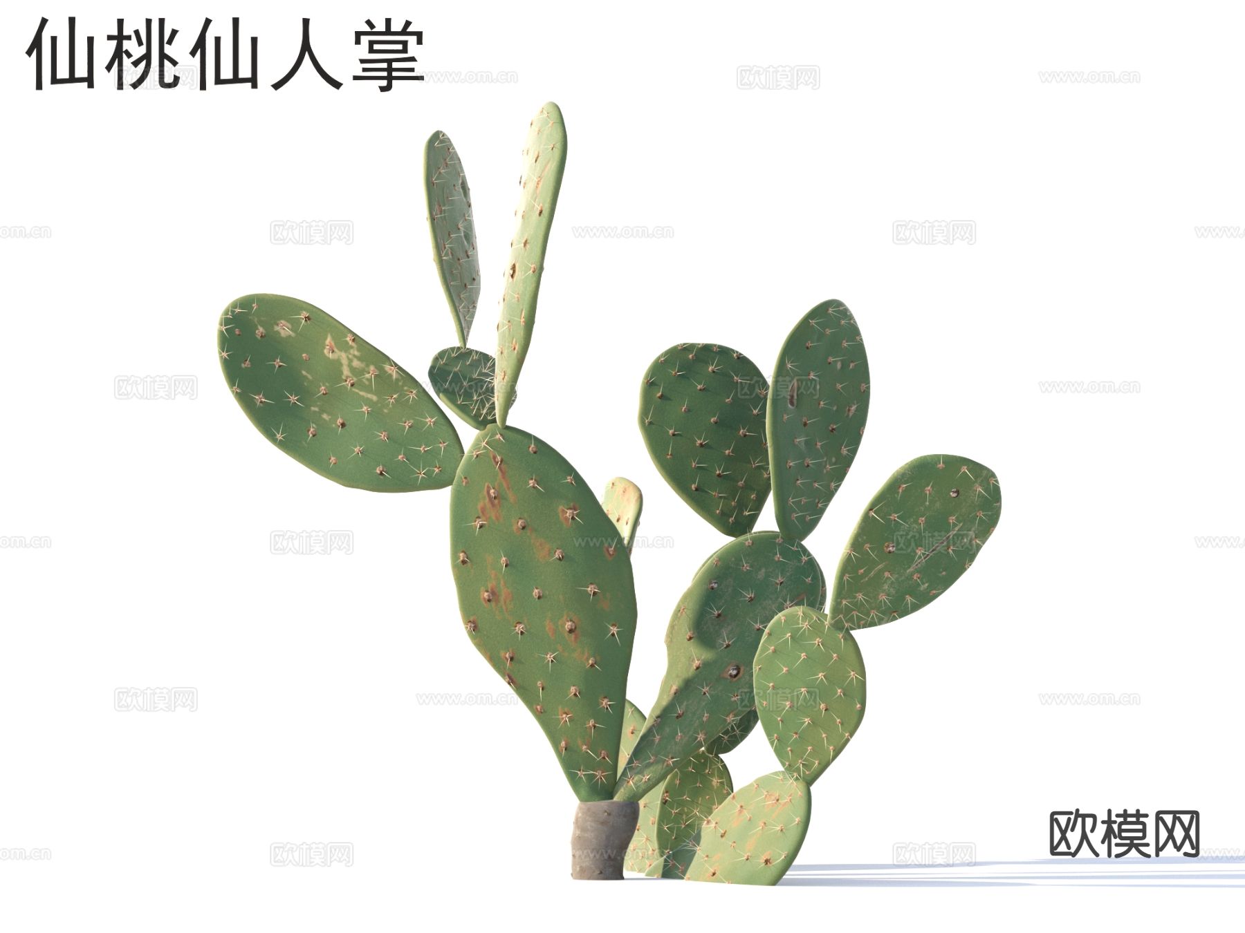 仙桃仙人掌 植物类3d模型