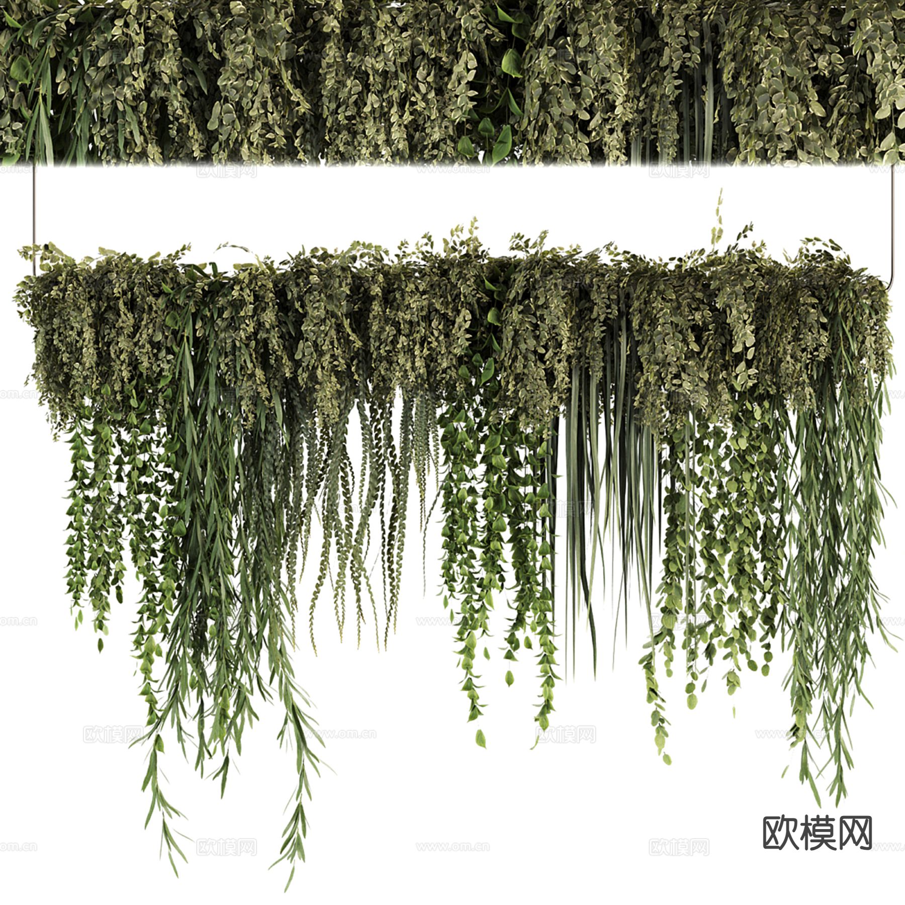 现代吊挂植物 藤蔓吊兰3d模型