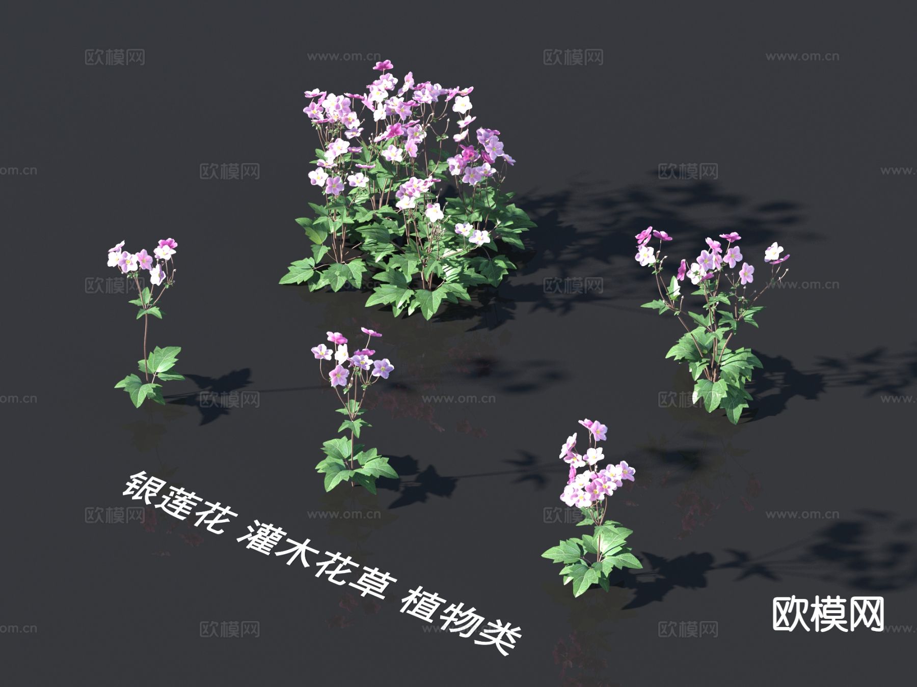 银莲花 灌木花草 灌木3d模型