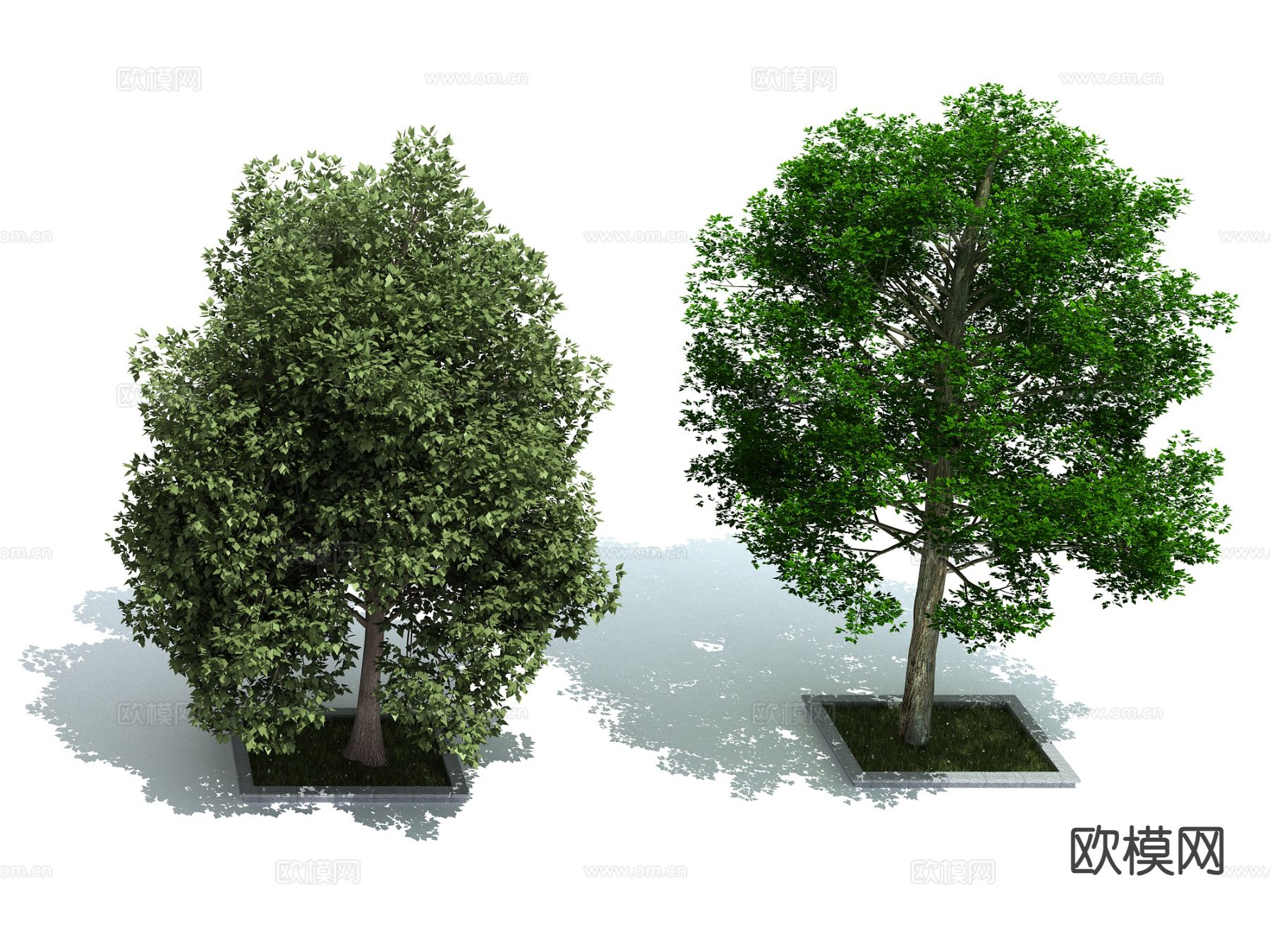 植物 树木 景观树 行道树 绿化树3d模型