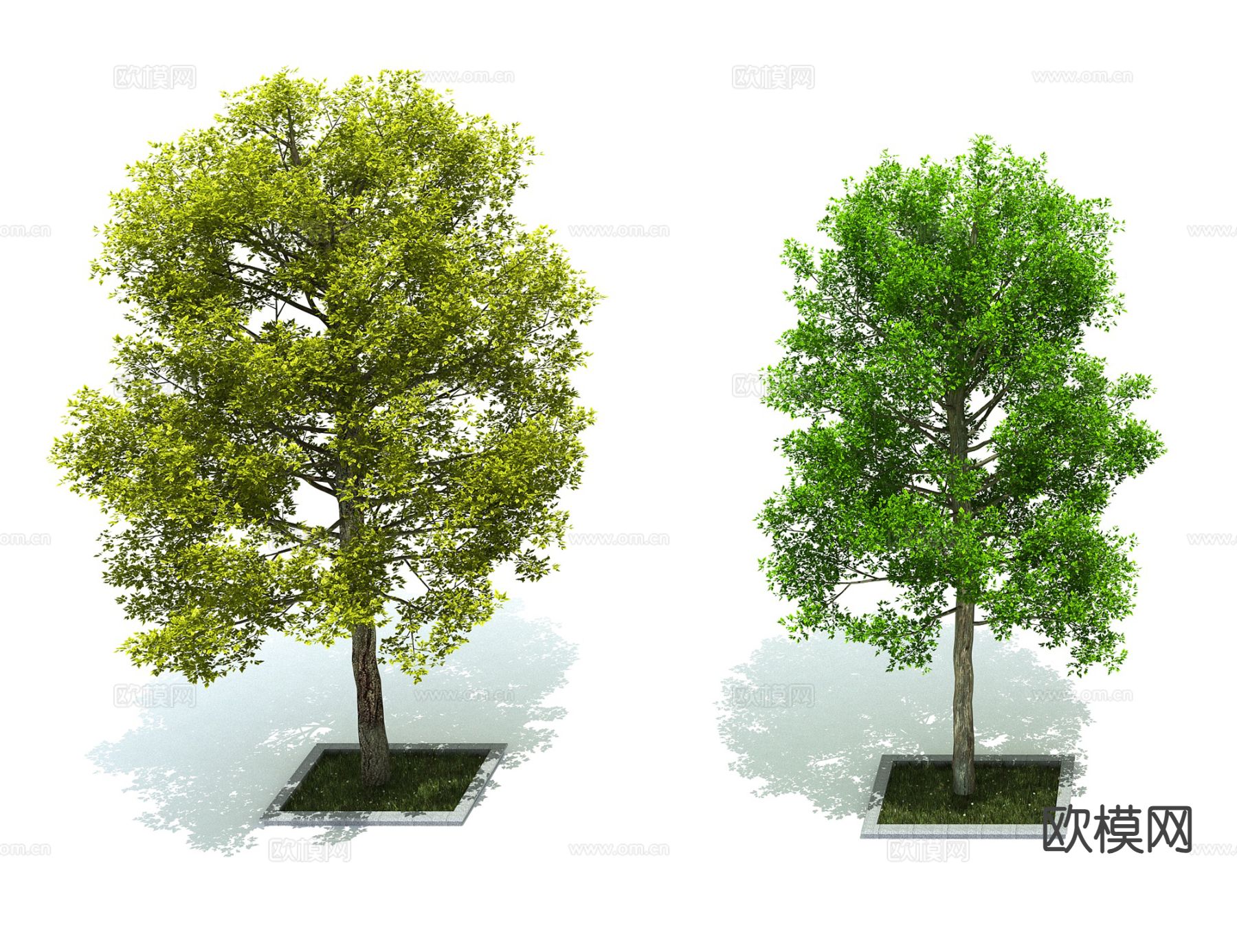 树木 行道树 景观化 绿化树3d模型