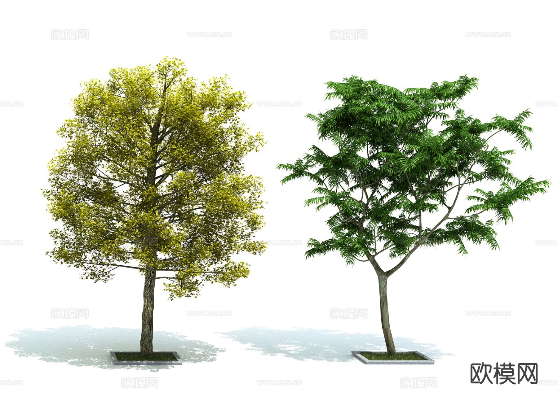 植物 树木 景观树 行道树 绿化树3d模型