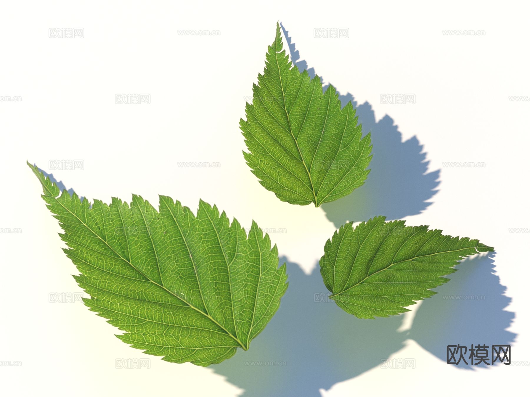 蔬菜 菜叶 树叶 食物3d模型下载