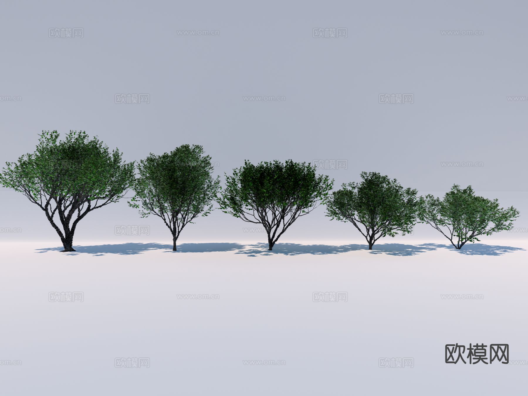 现代行道树 景观树su模型下载（渲染图2）